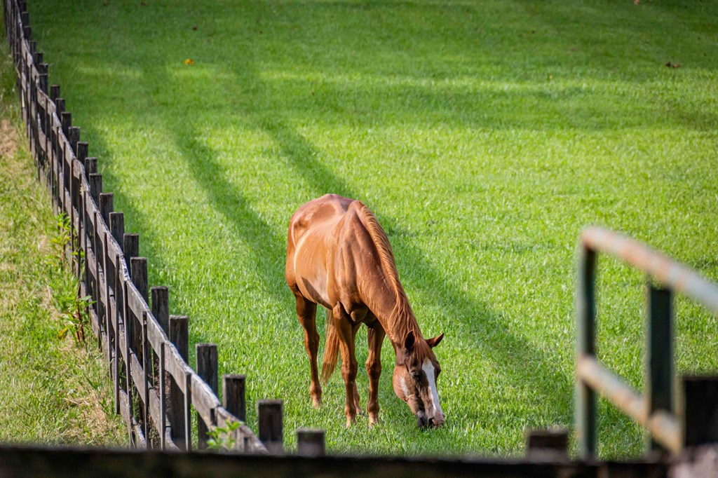 Blue Ridge, Georgia, 30513, United States, 3 Bedrooms Bedrooms, ,3 BathroomsBathrooms,Residential,For Sale,1974409