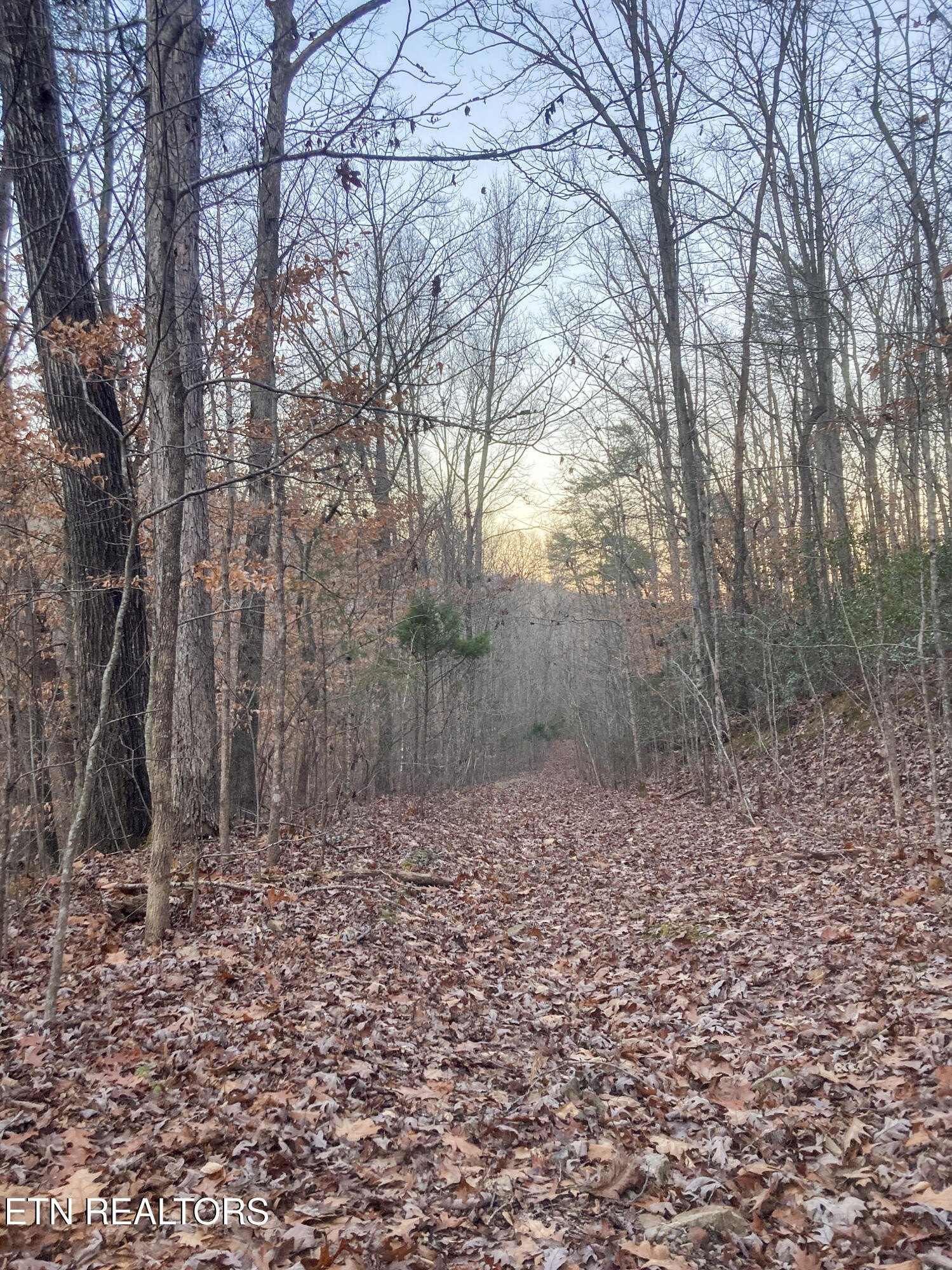 Pikeville, Tennessee, 37367, United States, ,Land,For Sale,2005286