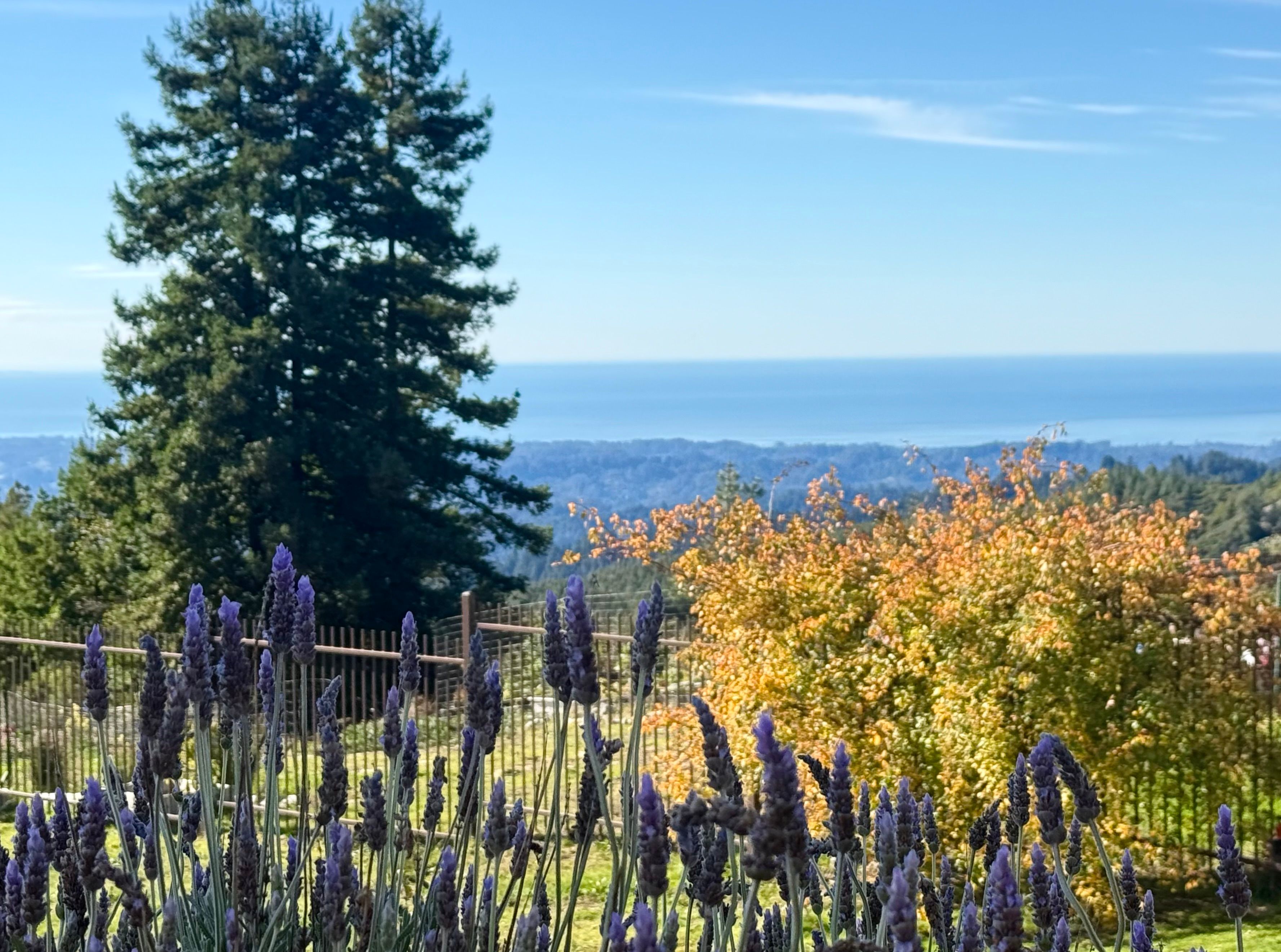  Santa Cruz Mountains Ocean View Resort - 物件實景