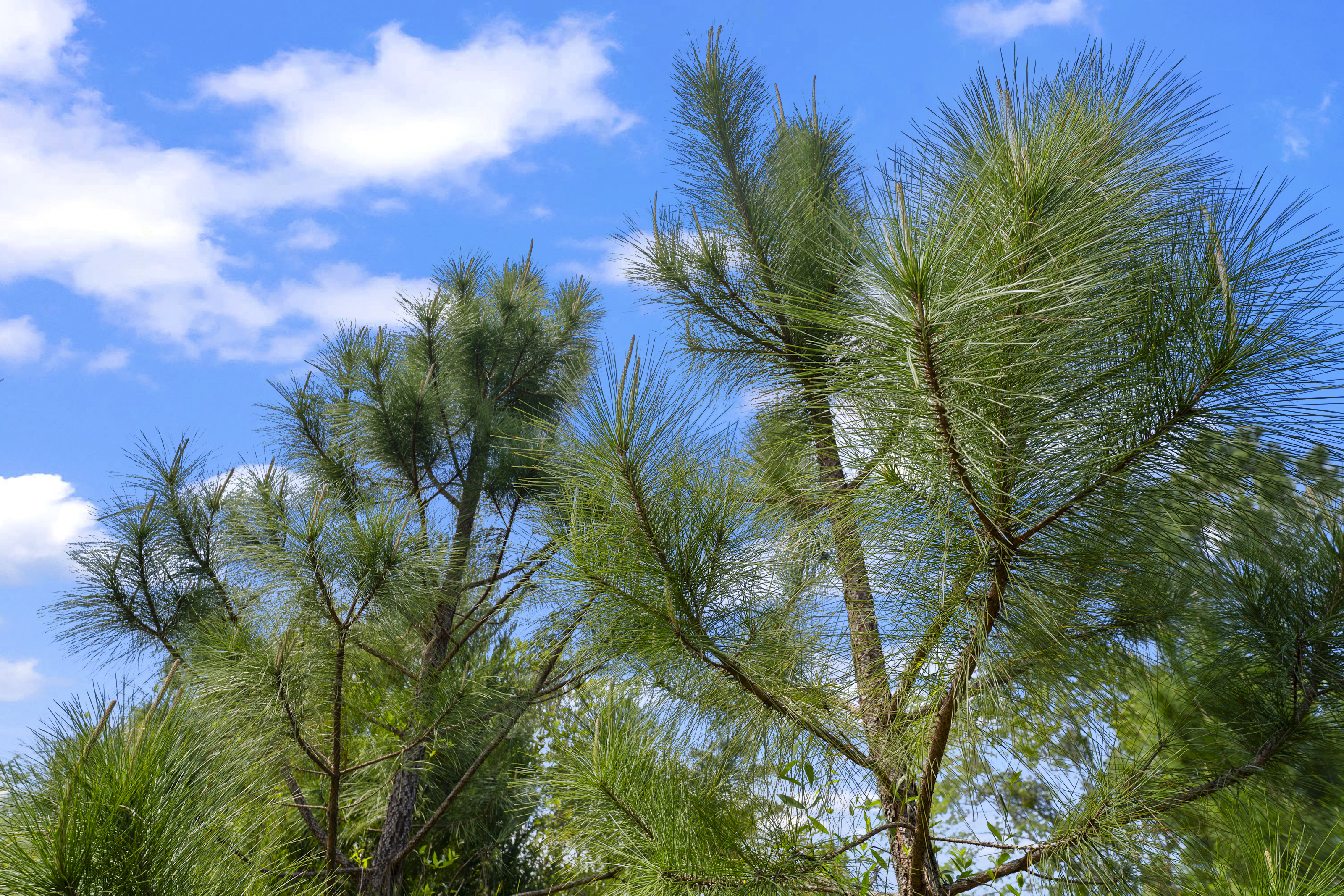  5371 Church Road, St. Augustine, FL, 32092 - 物件實景