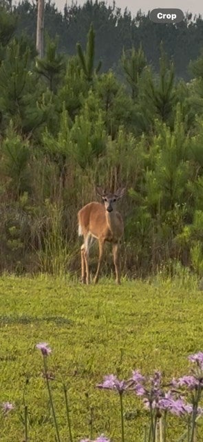 Valdosta, Georgia, 31601, United States, 4 Bedrooms Bedrooms, ,5 BathroomsBathrooms,Residential,For Sale,1991156