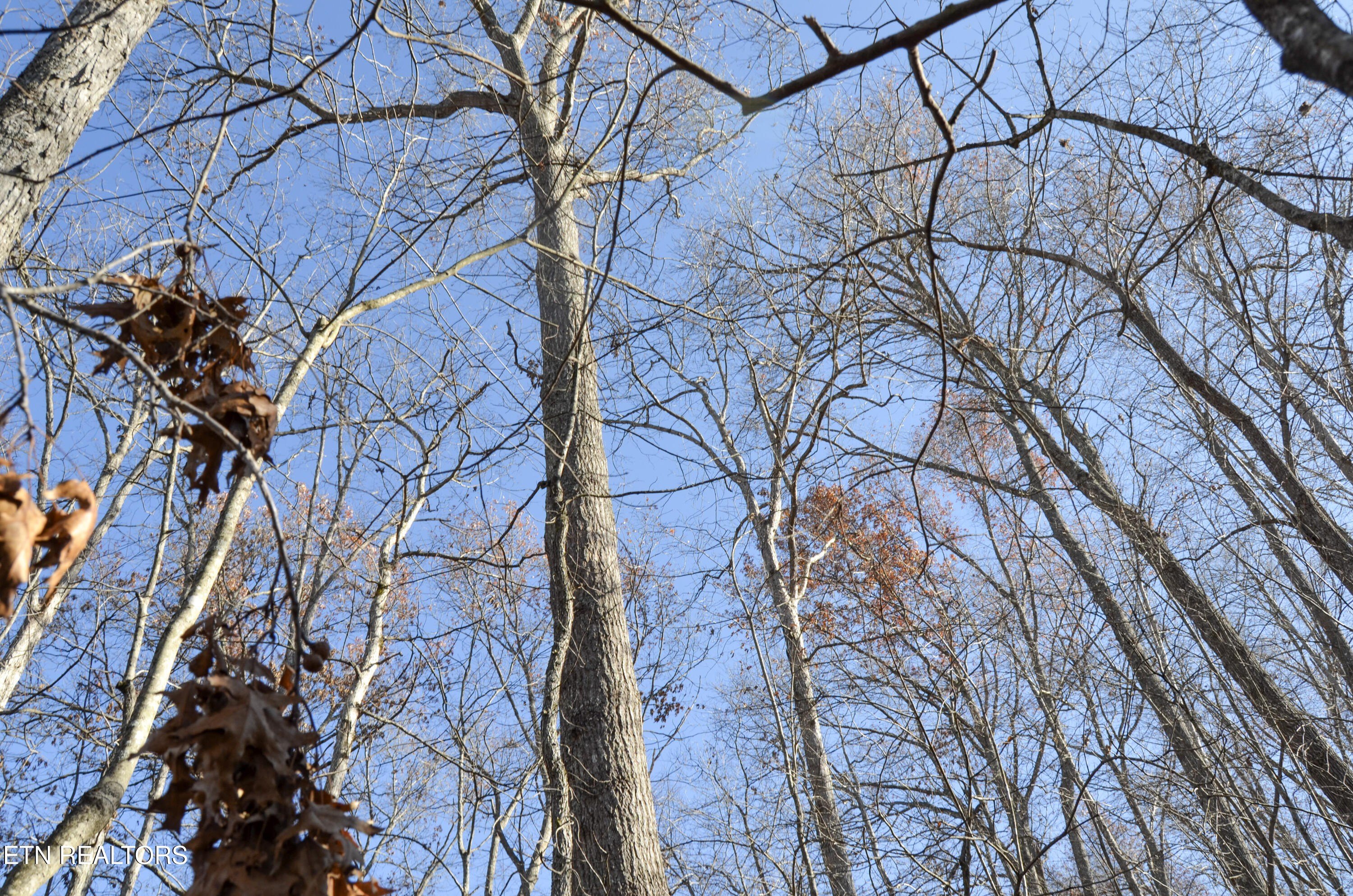 Crossville, Tennessee, 38555, United States, ,Land,For Sale,1978266