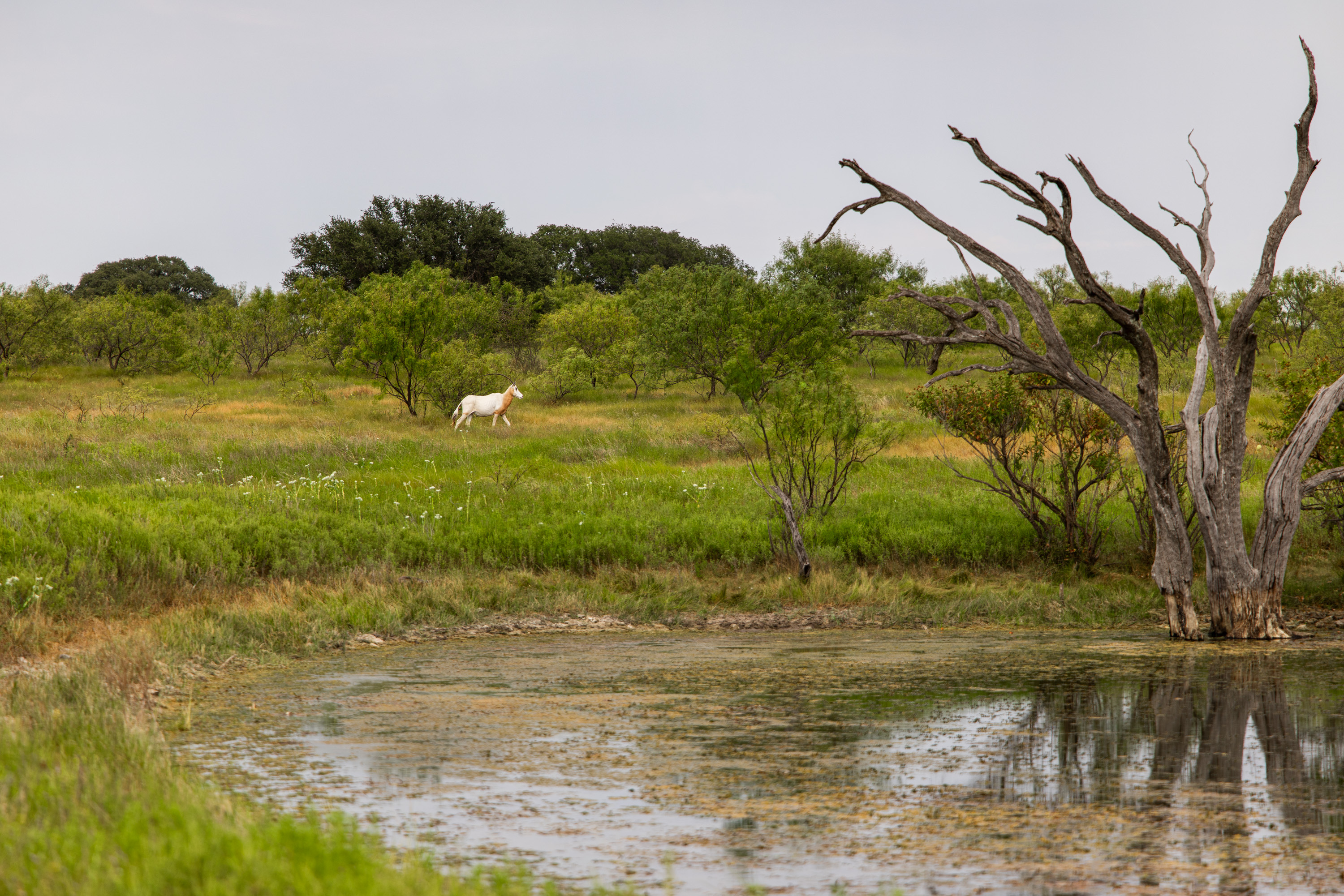  Mullin Game Ranch - 物件實景