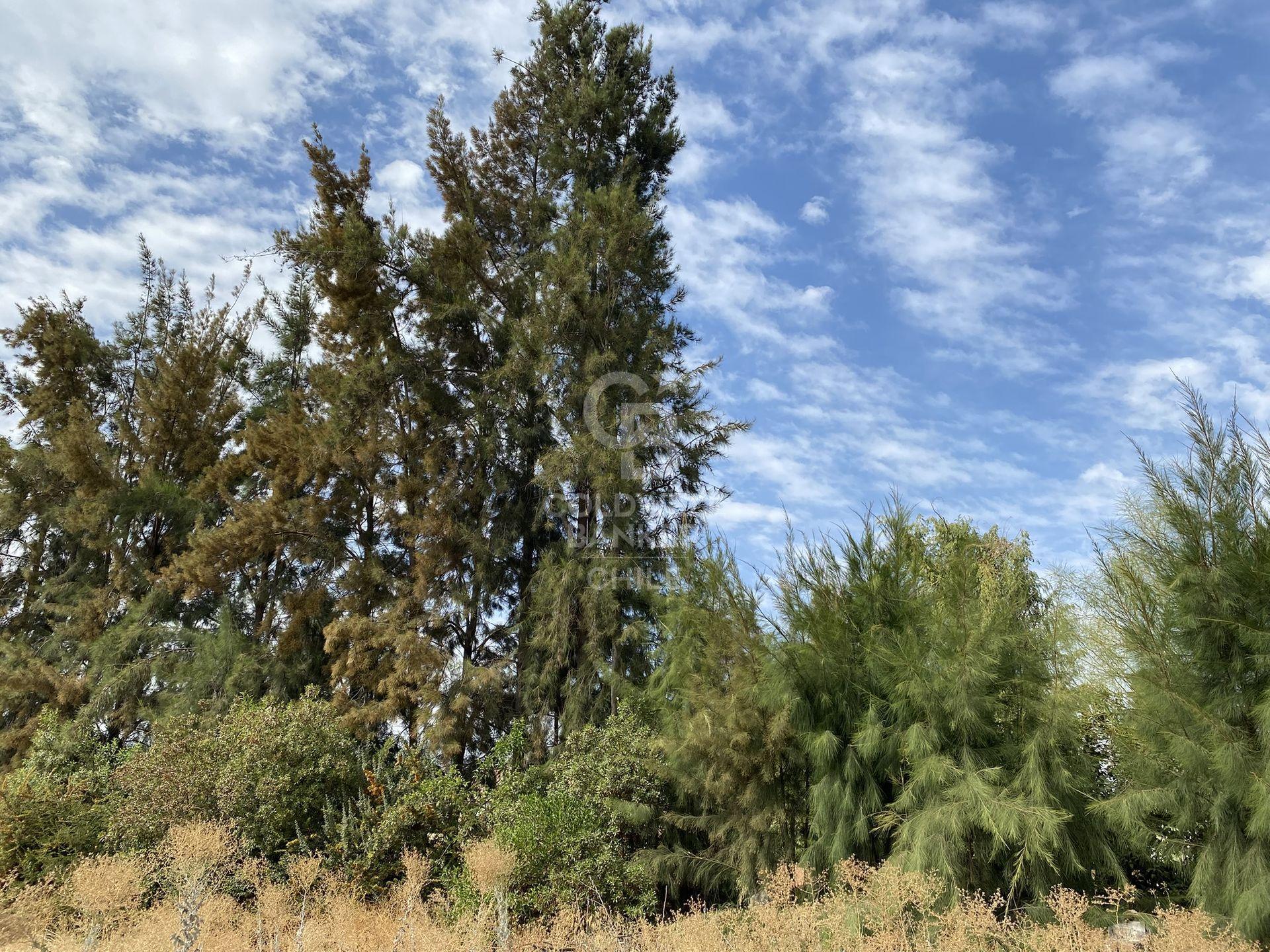 Colina, Chile, ,Land,For Sale,1751676