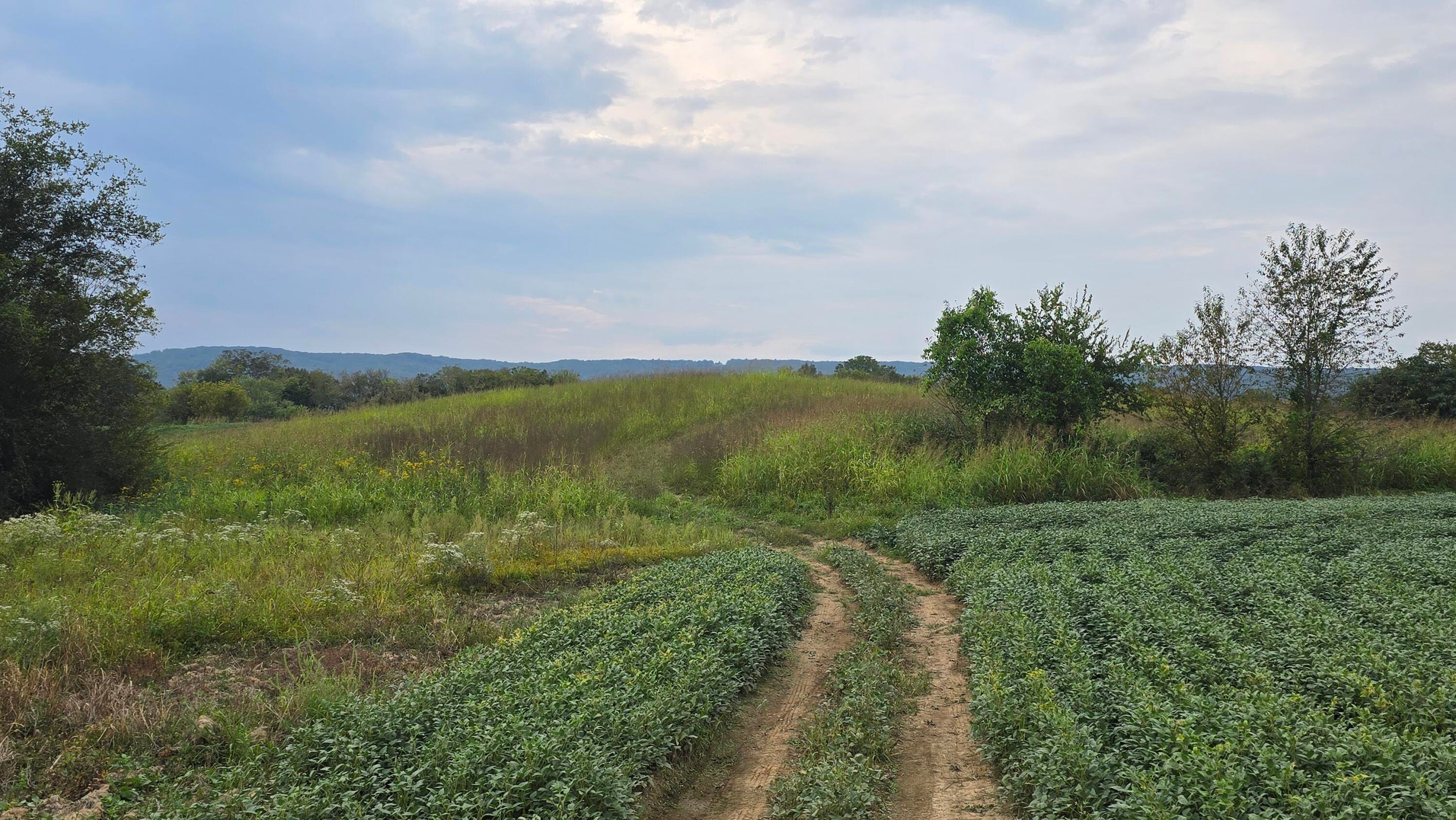 Pikeville, Tennessee, 37367, United States, ,Land,For Sale,1978902