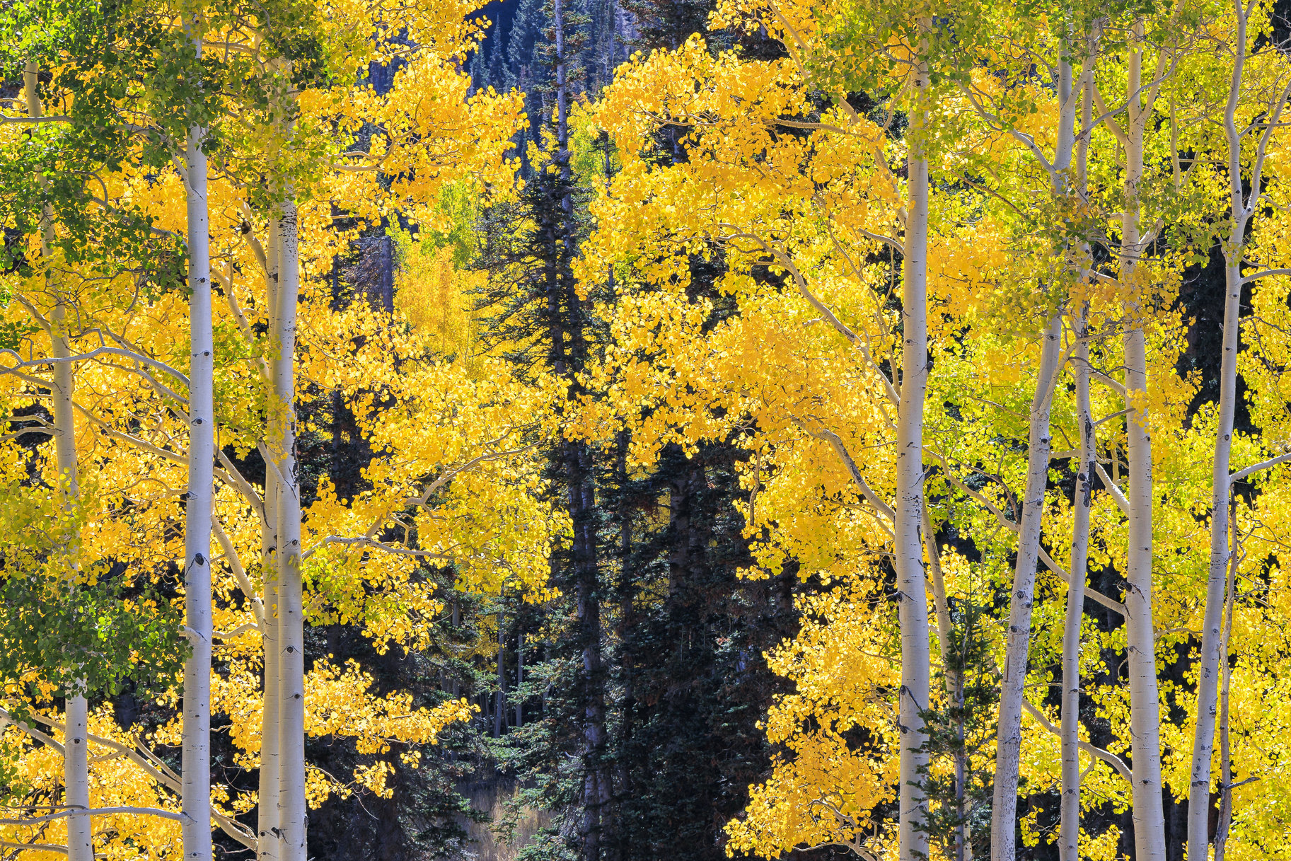  Incredible 28 Acre Estate Lot in the Colony at White Pine Canyon - 物件實景