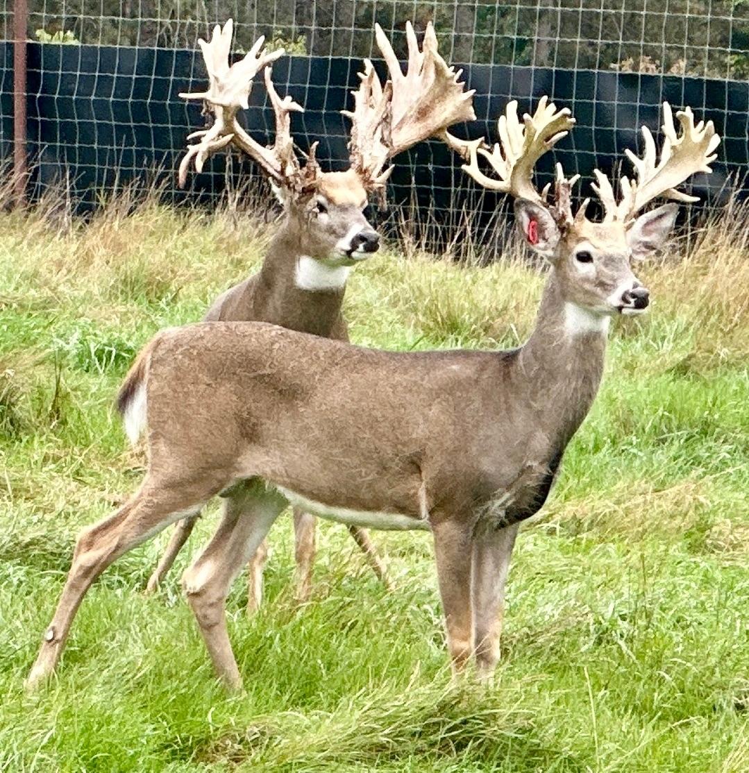 Lake Tomahawk, Wisconsin, 54487, United States, ,Residential,For Sale,1973874