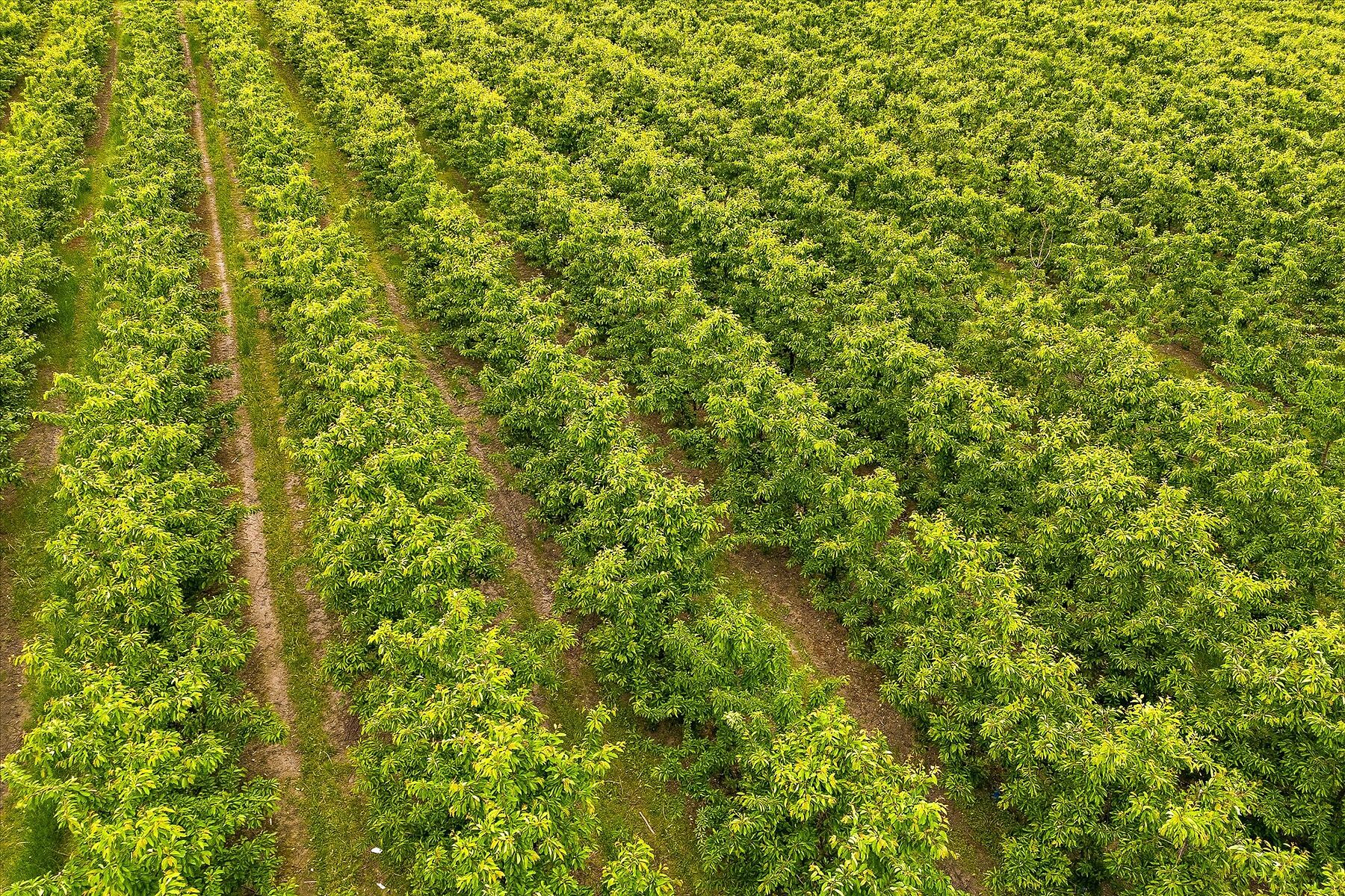  17.66 Acre Cherry Orchard - 物件實景