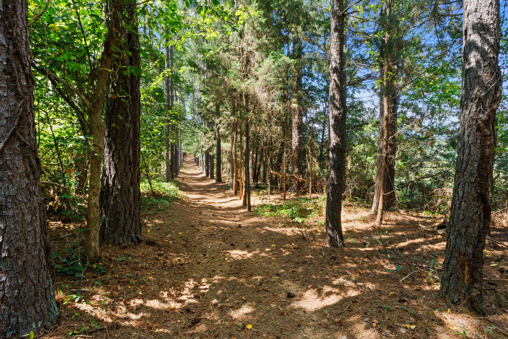  1929 Fairview Road, Fountain Inn, SC 29644 - 物件實景