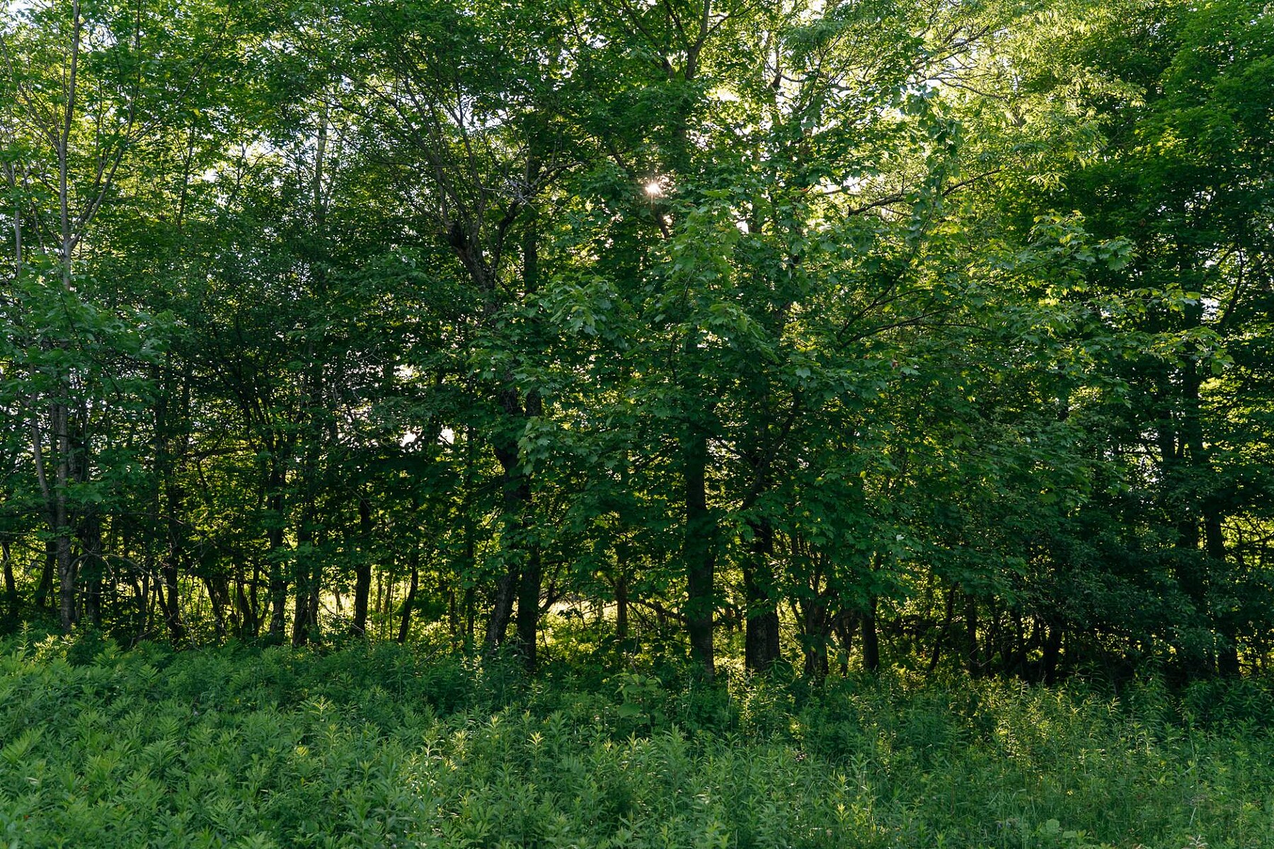  Sutton, Eastern Townships - 物件實景