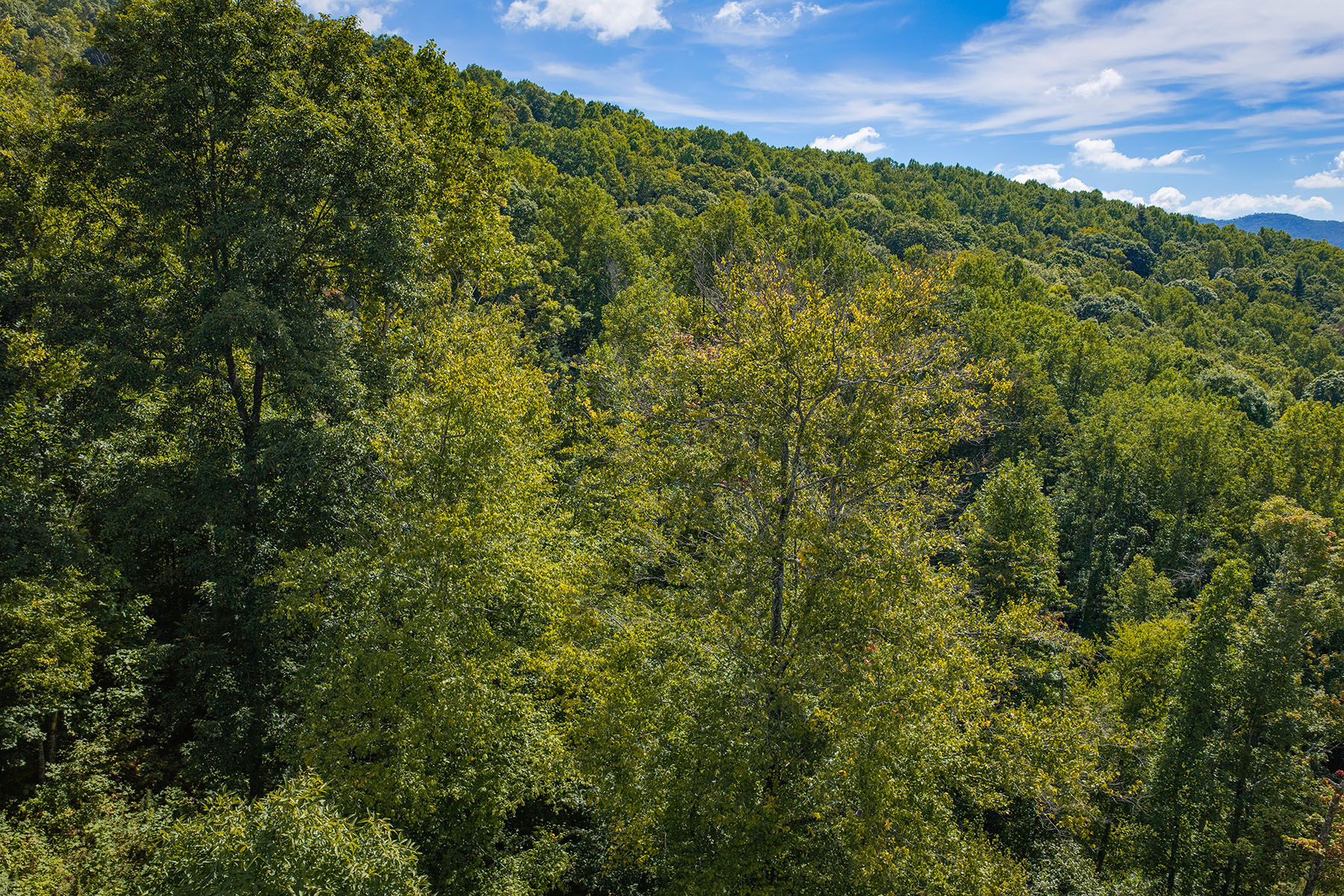  SPRUCE PINE - SUMMIT VIEW - 物件實景