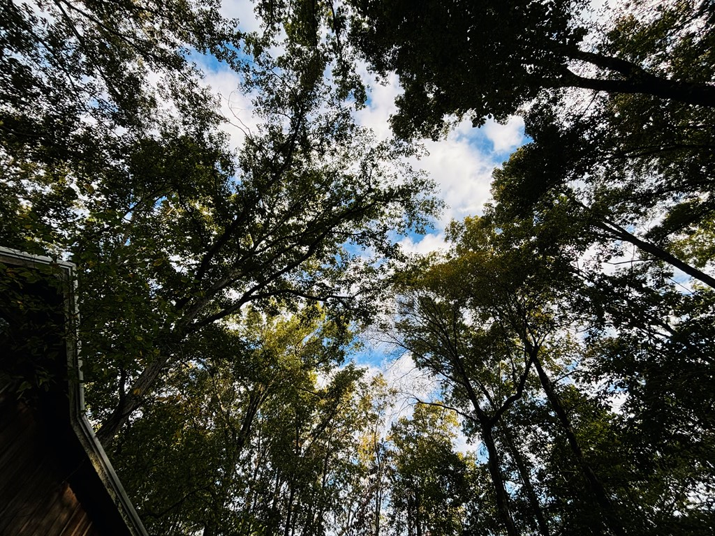 Abbeville, Georgia, 31001, United States, ,Land,For Sale,1975130