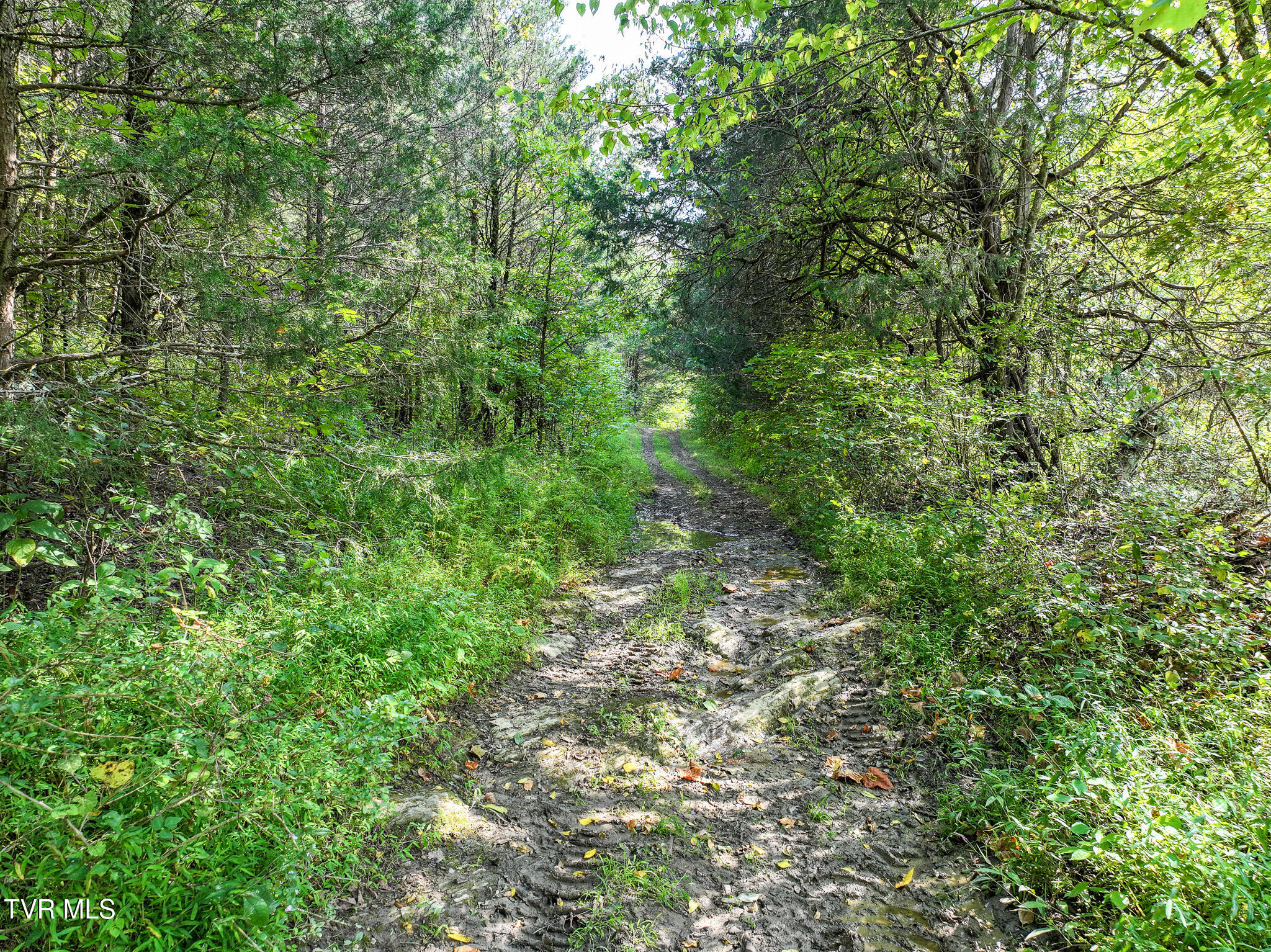 Greeneville, Tennessee, 37745, United States, 3 Bedrooms Bedrooms, ,3 BathroomsBathrooms,Residential,For Sale,2039547