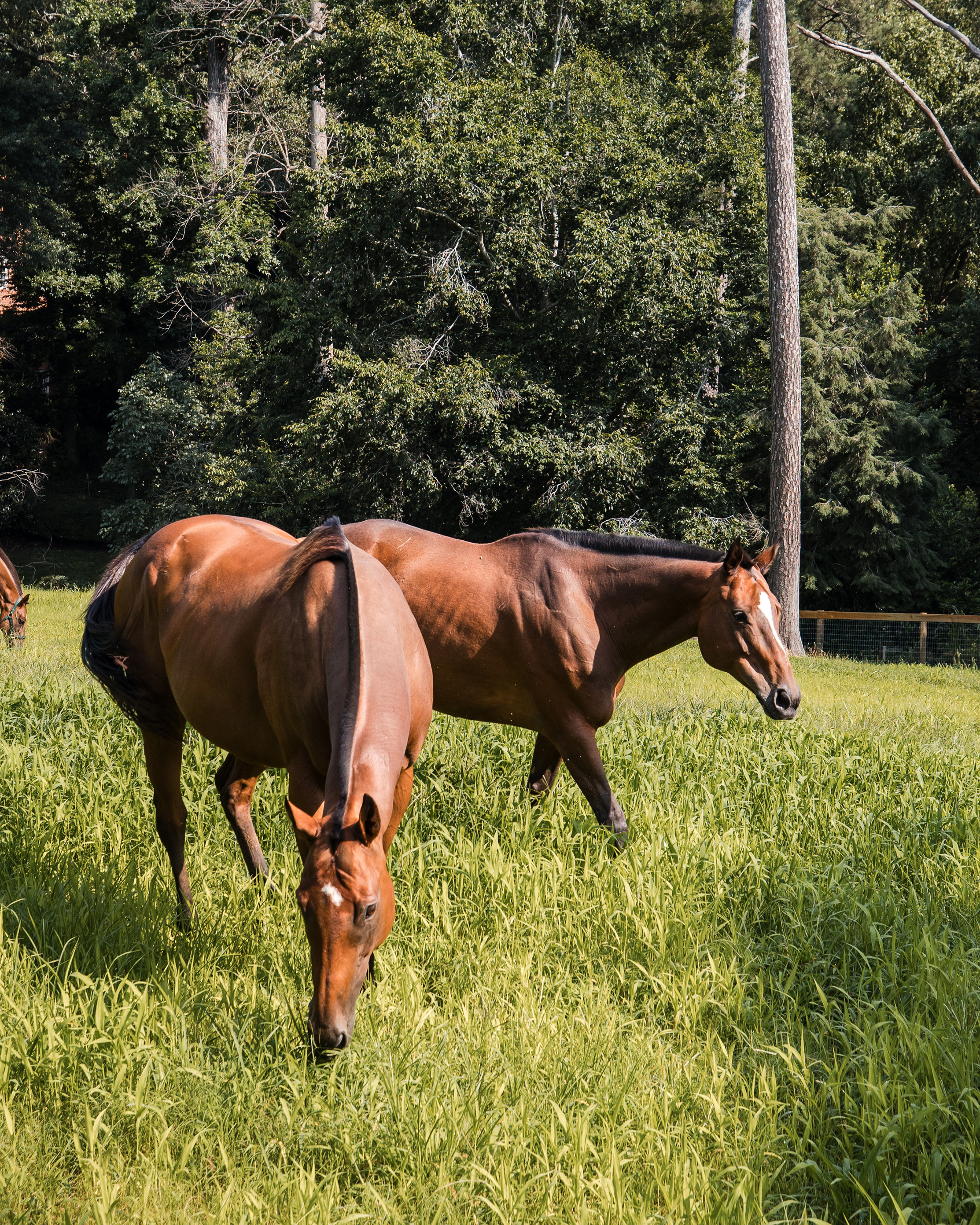  Rare Equestrian Facility with Prestigious Address - 物件實景