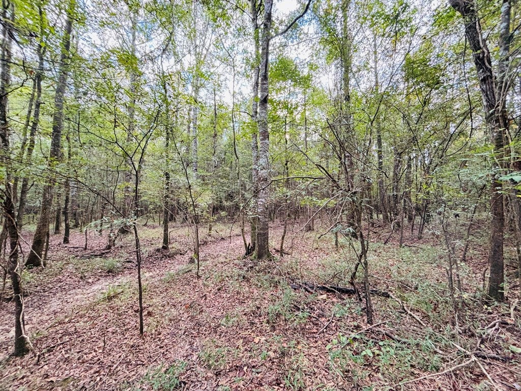 Abbeville, Georgia, 31001, United States, ,Land,For Sale,1975130