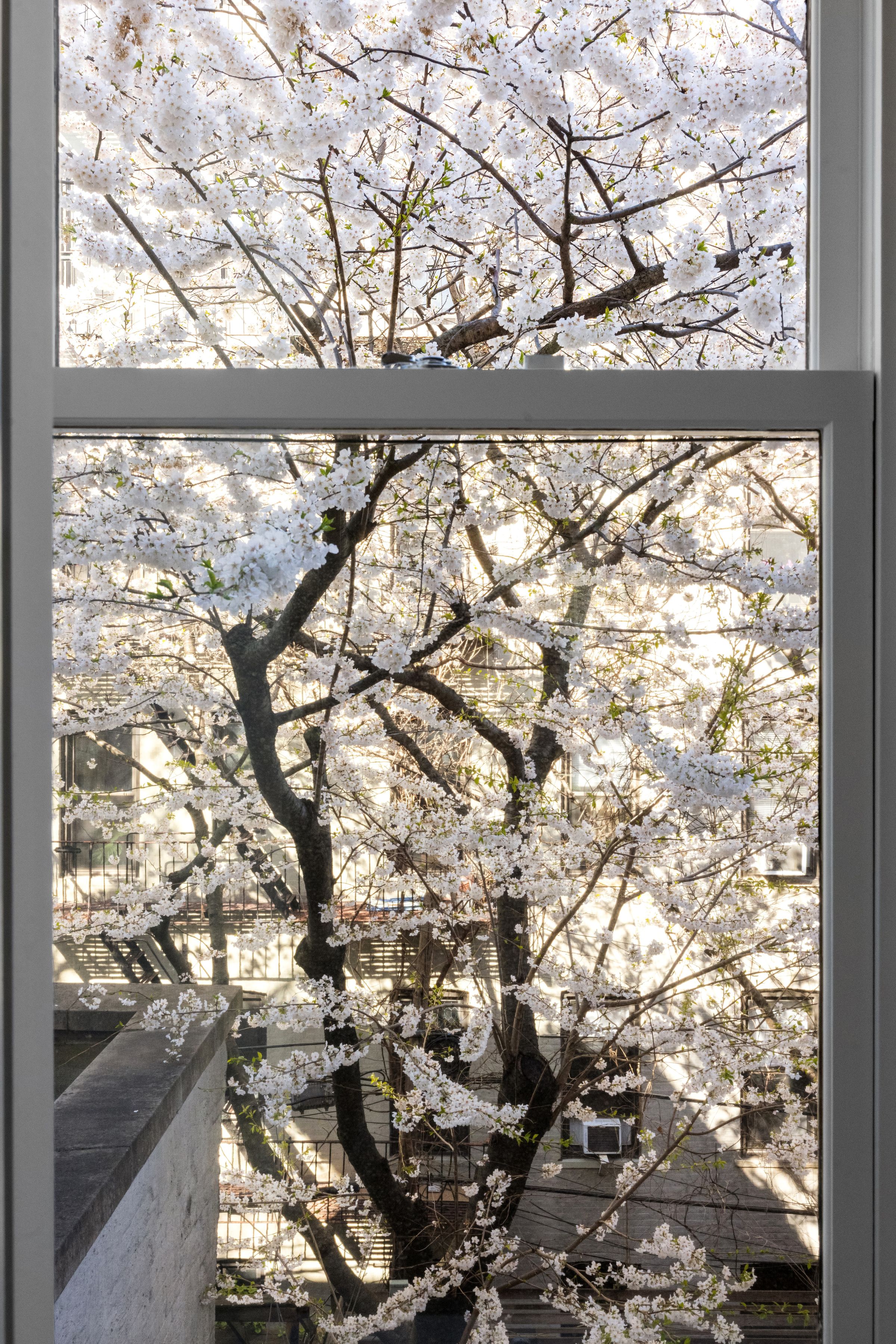  527 3rd Street - 物件實景