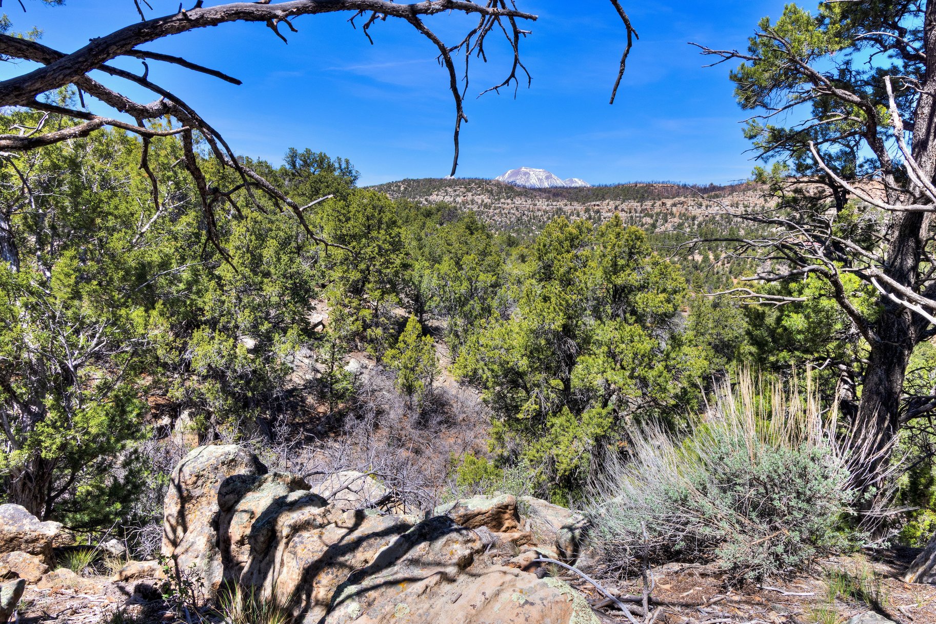  Secluded 18 Acre Wooded Lot In Old La Sal Utah - 物件實景