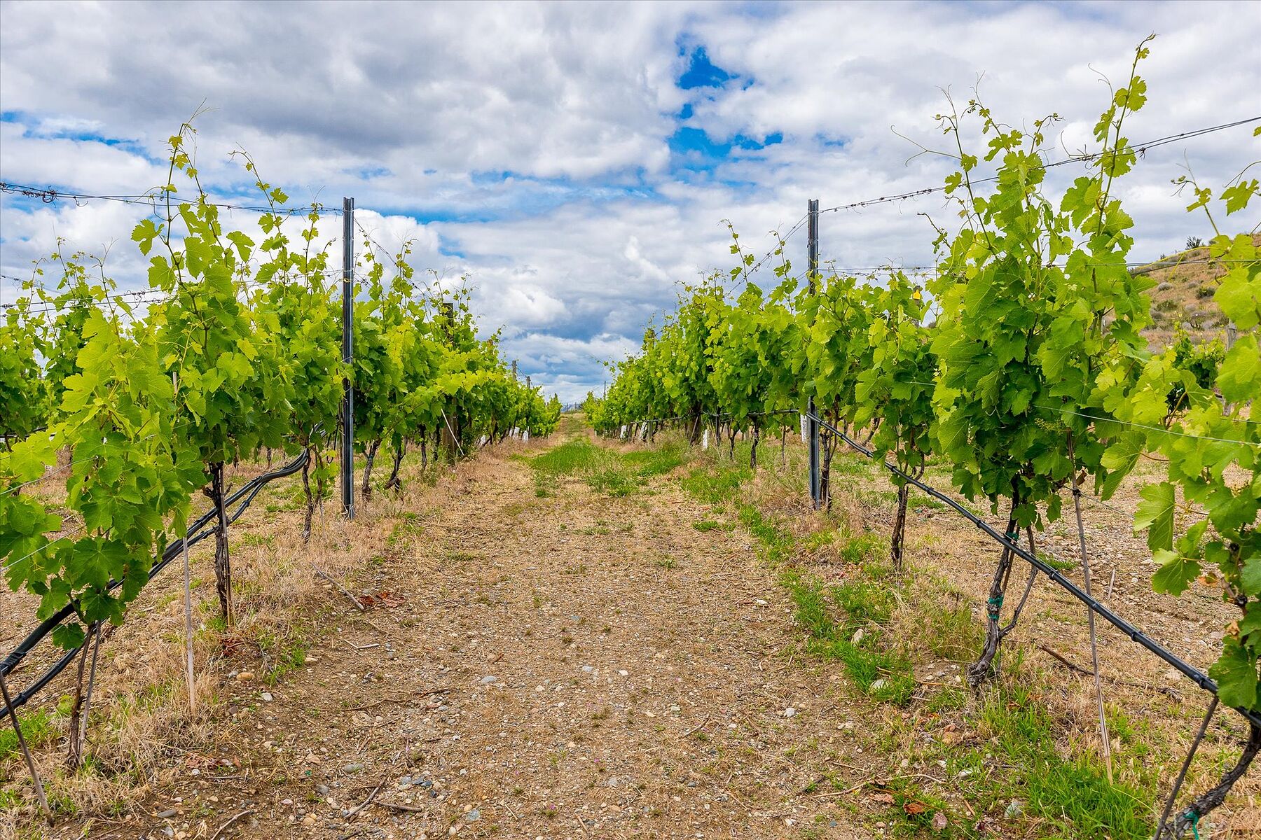  Oliver Winery Opportunity - 物件實景