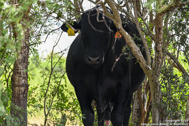 Nixon, Texas, 78140, United States, ,Residential,For Sale,1988320