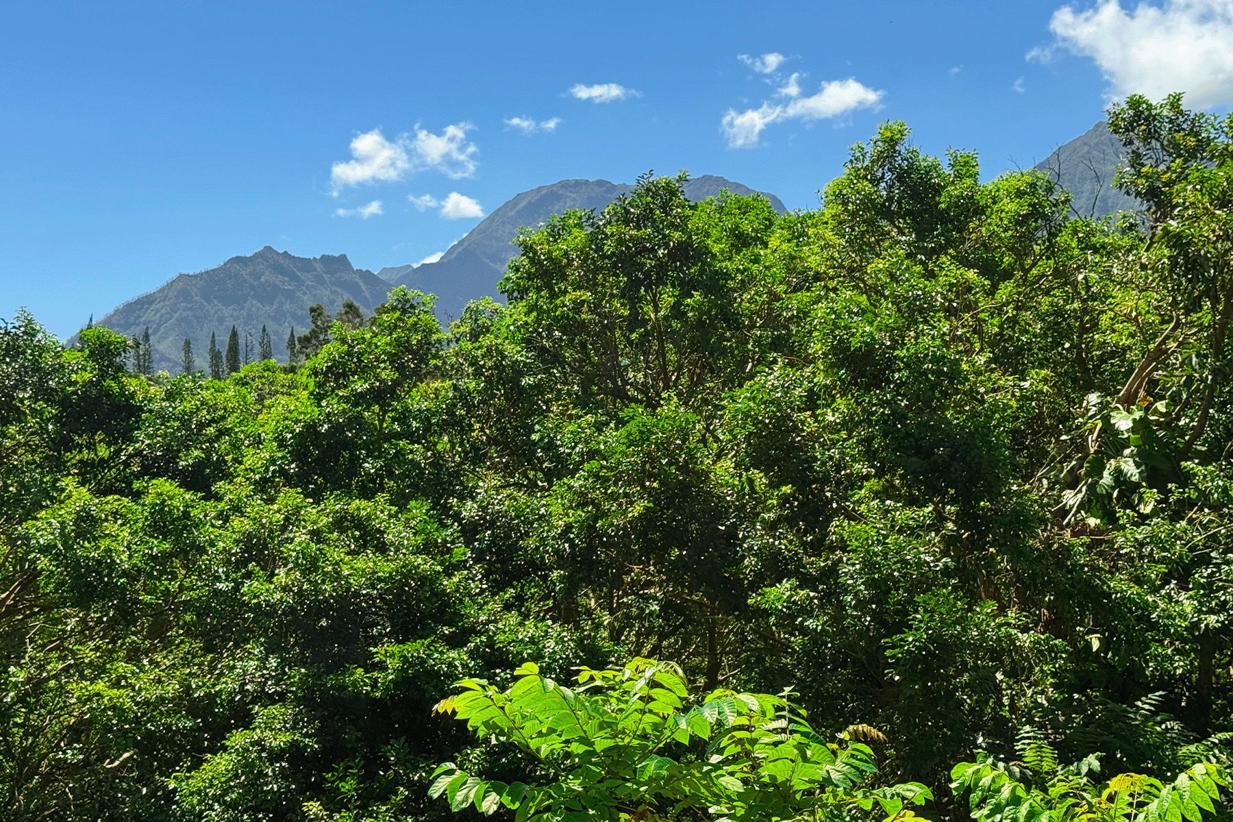  5301 Ka Haku Rd. Unit# 101 Princeville, HI, 96722 - 物件實景