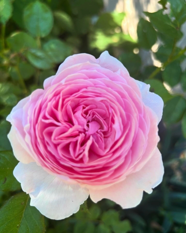 Rowley, Massachusetts, 01969, United States, 3 Bedrooms Bedrooms, ,1 BathroomBathrooms,Residential,For Sale,1988090