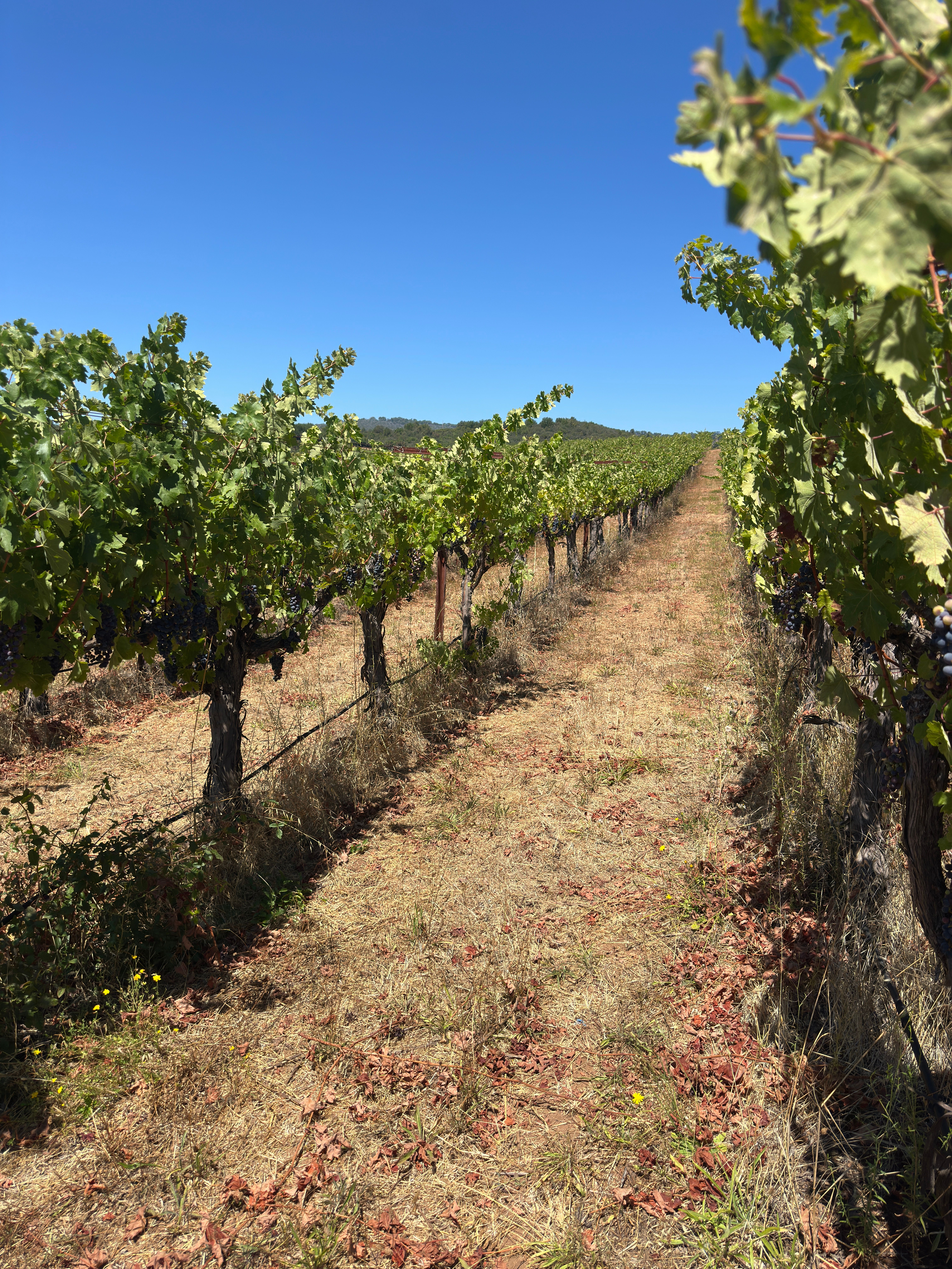  Premium Atlas Peak AVA Vineyard Opportunity - 物件實景