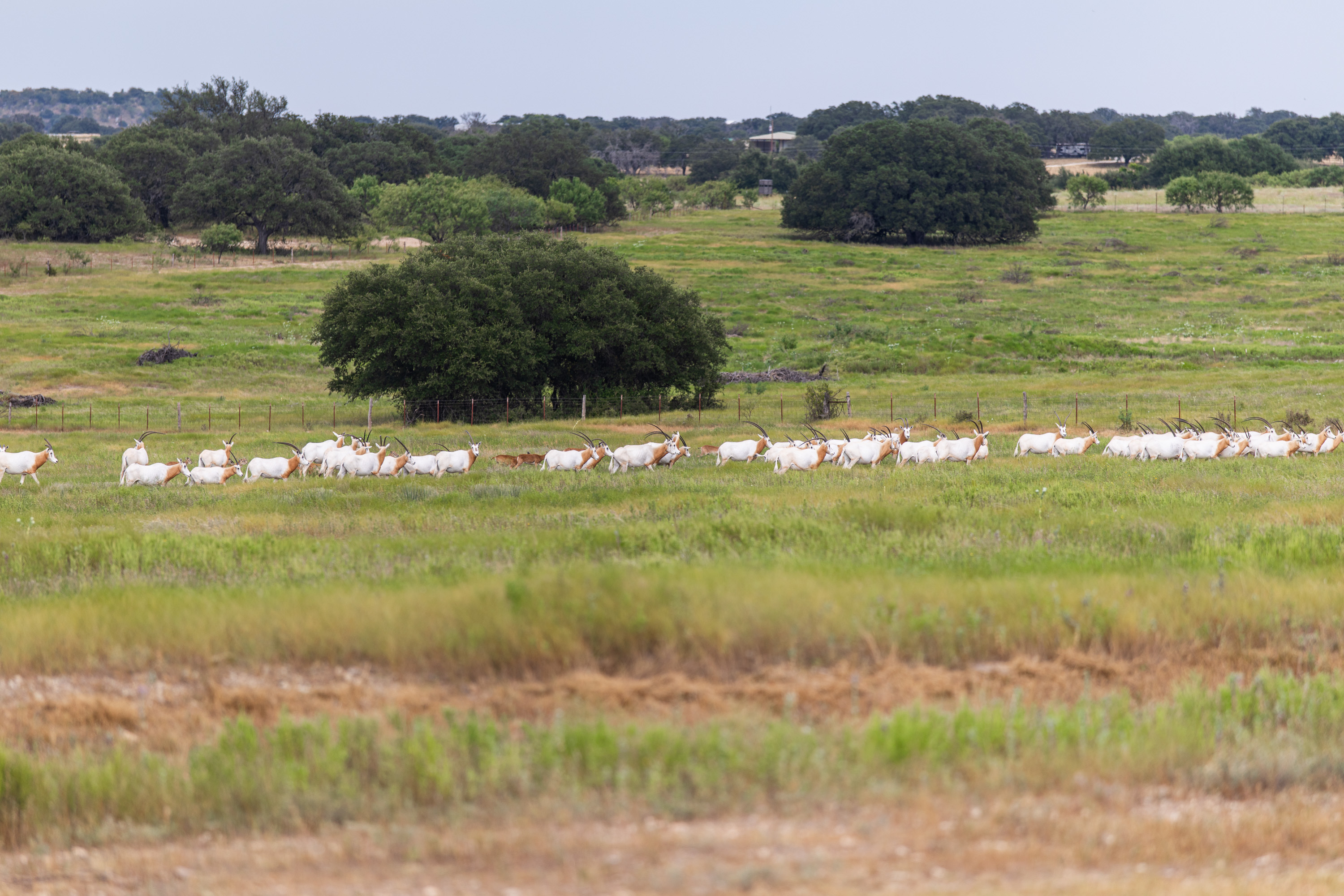  Mullin Game Ranch - 物件實景