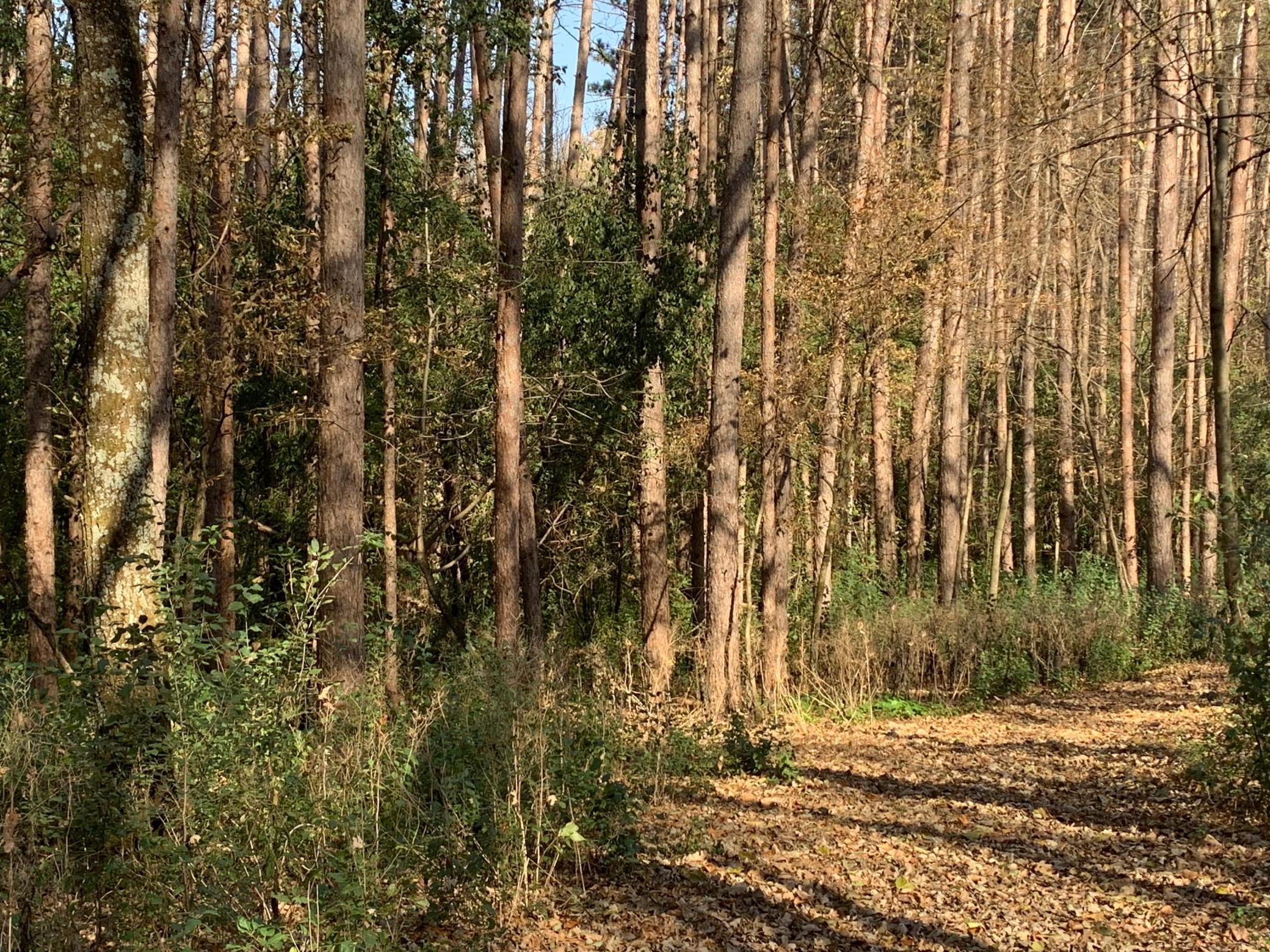 Tbd 75th Street NW, Oronoco Twp, Minnesota, 55901, United States, ,Land,For Sale,Tbd 75th Street NW,1626085