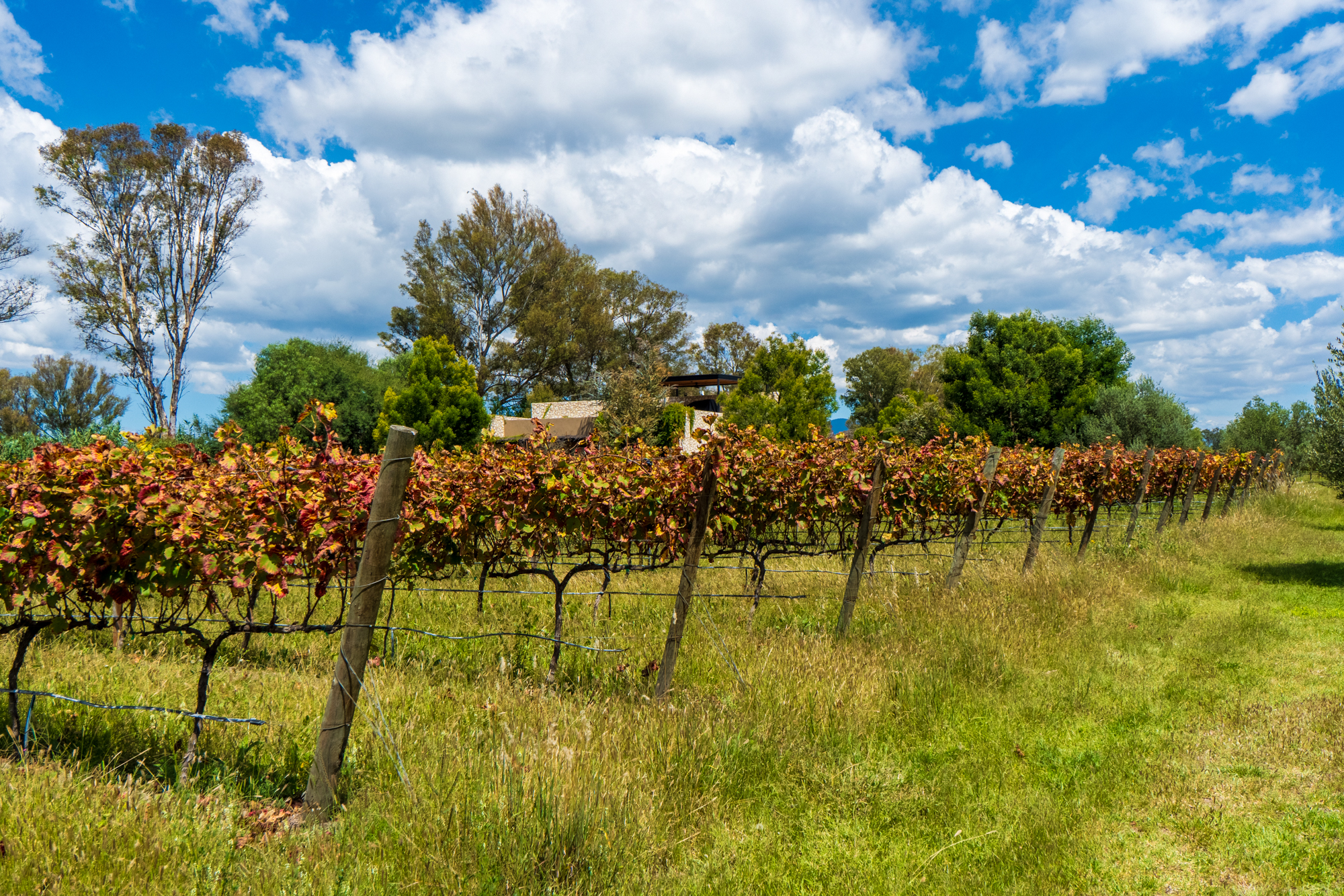  San Francisco Vineyards Lot 1 - 物件實景