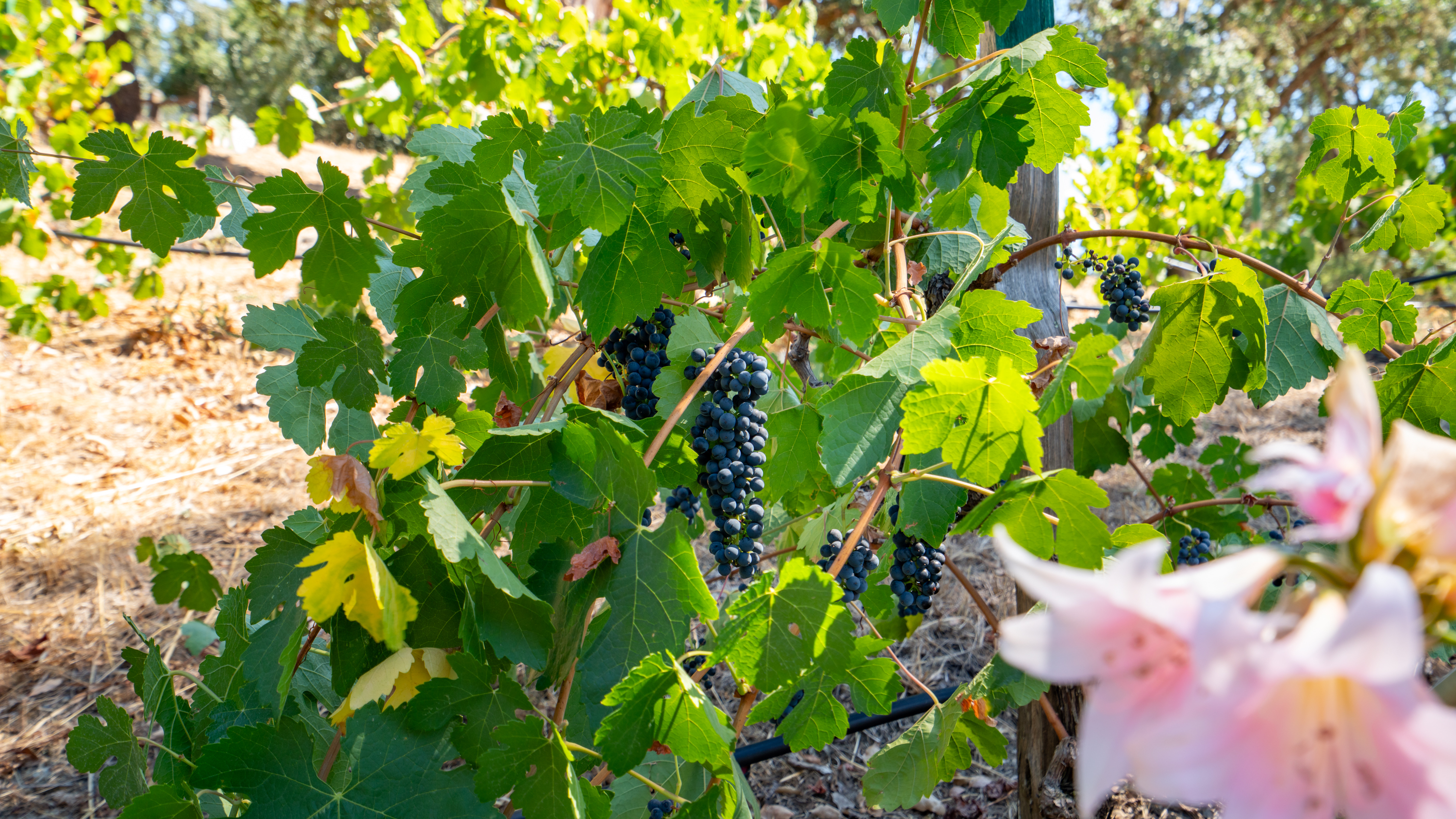  Rare Opportunity in Alexander Valley - 物件實景