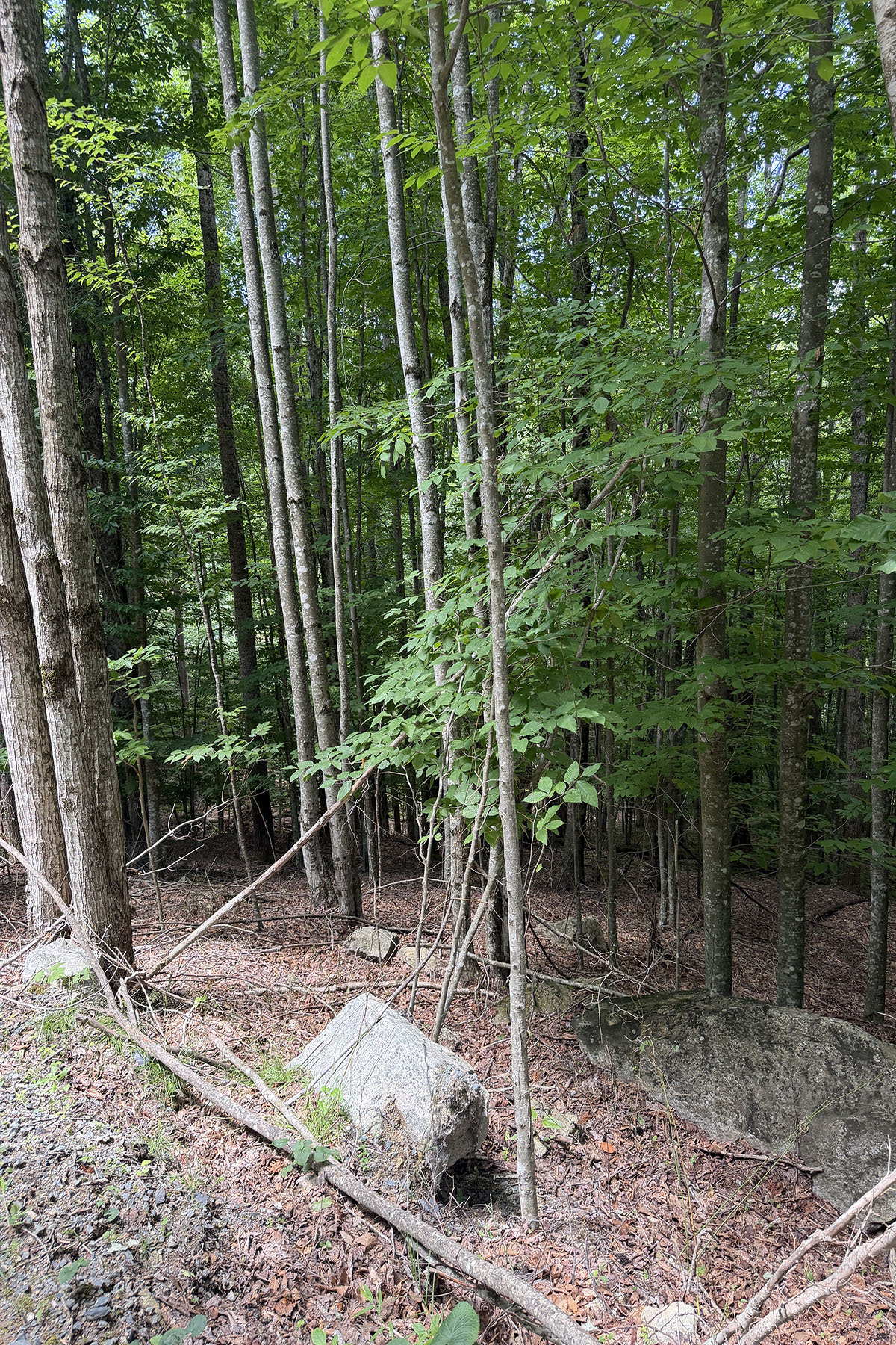  BEECH MOUNTAIN - 物件實景