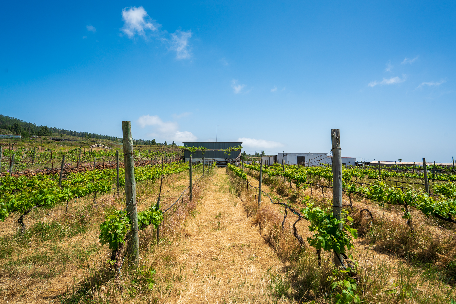  Traditional Agricultural Estate with Winery in Tenerife South - 物件實景