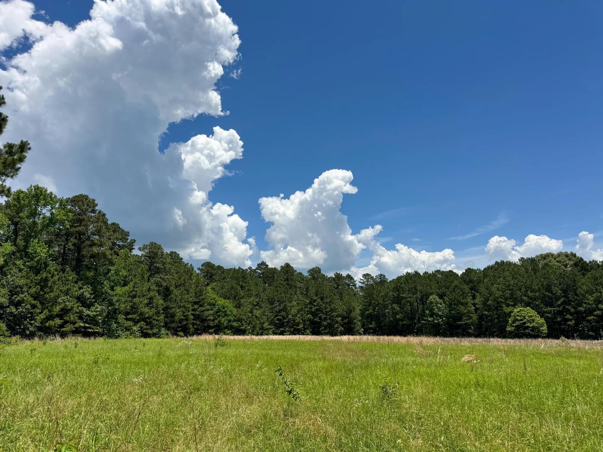 Douglassville, Texas, 75560, United States, ,Land,For Sale,2048006