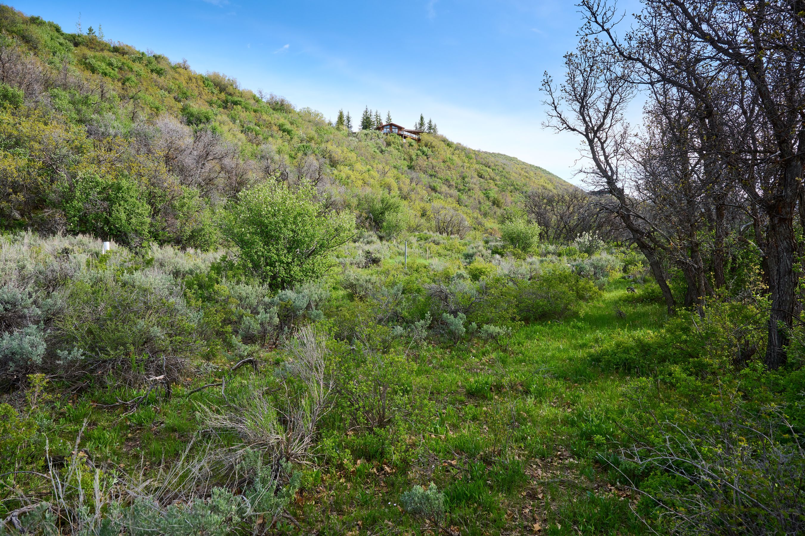  51 Shield O Road, Snowmass, CO, 81654 - 物件實景