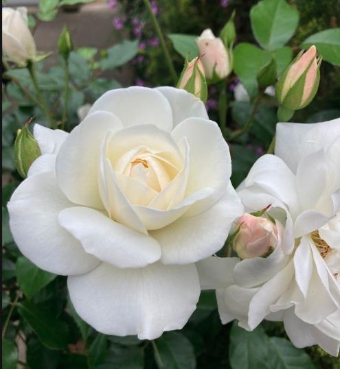 Los Altos, California, 94024, United States, 3 Bedrooms Bedrooms, ,2 BathroomsBathrooms,Residential,For Sale,1925689