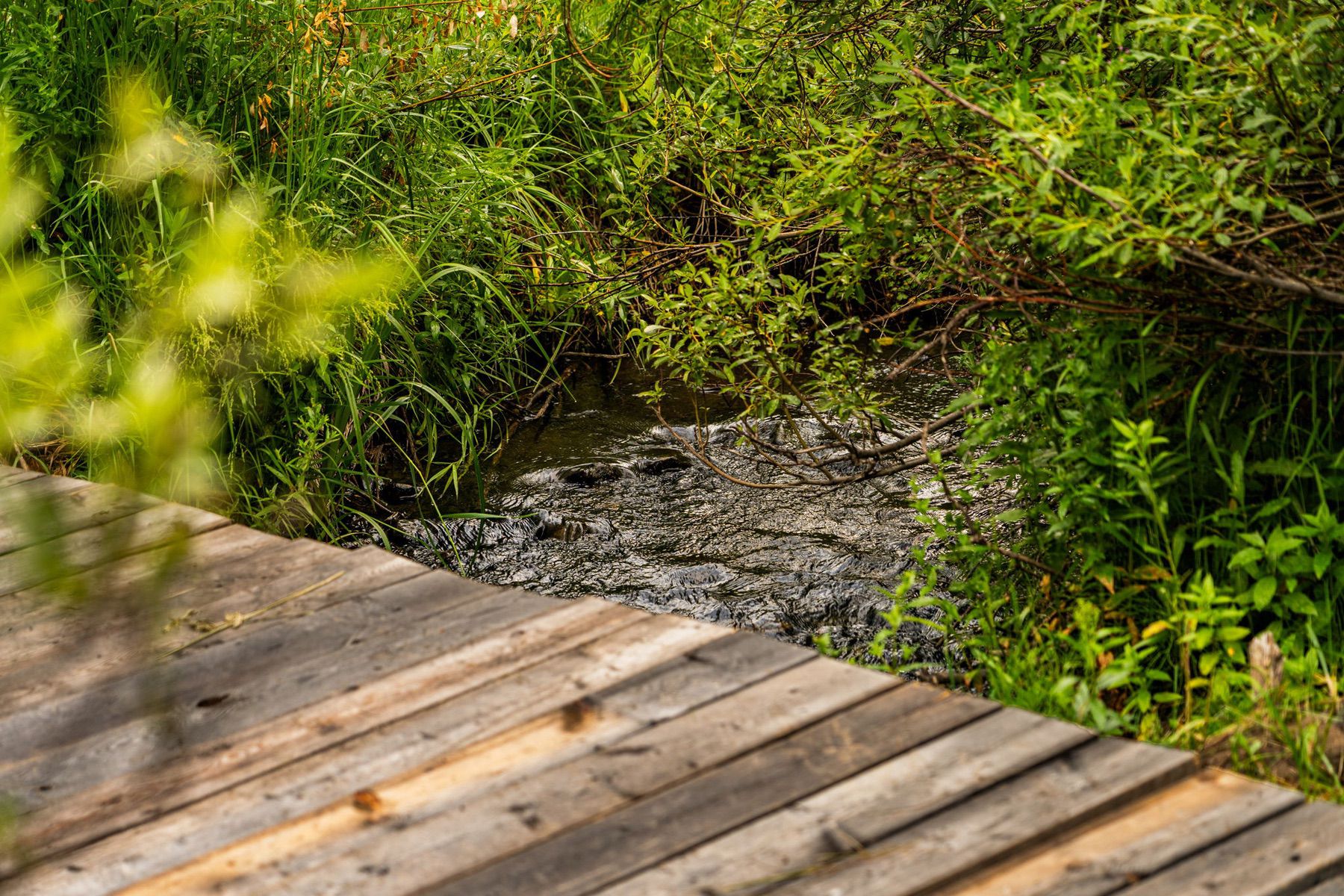  215 Timberline Creek Dr - 物件實景