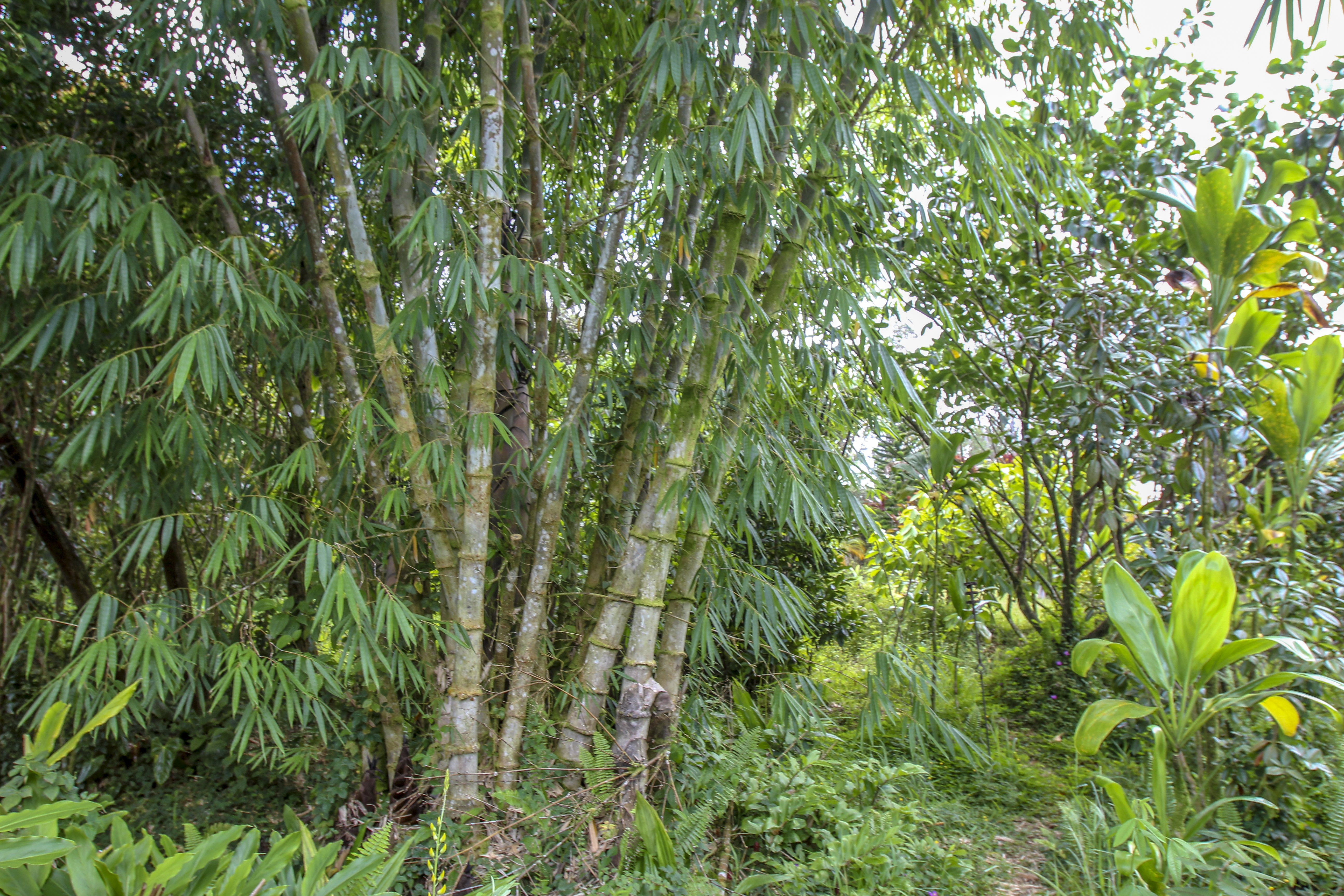  16-1517 Poouli Rd, Kurtistown, HI, 96760 - 物件實景