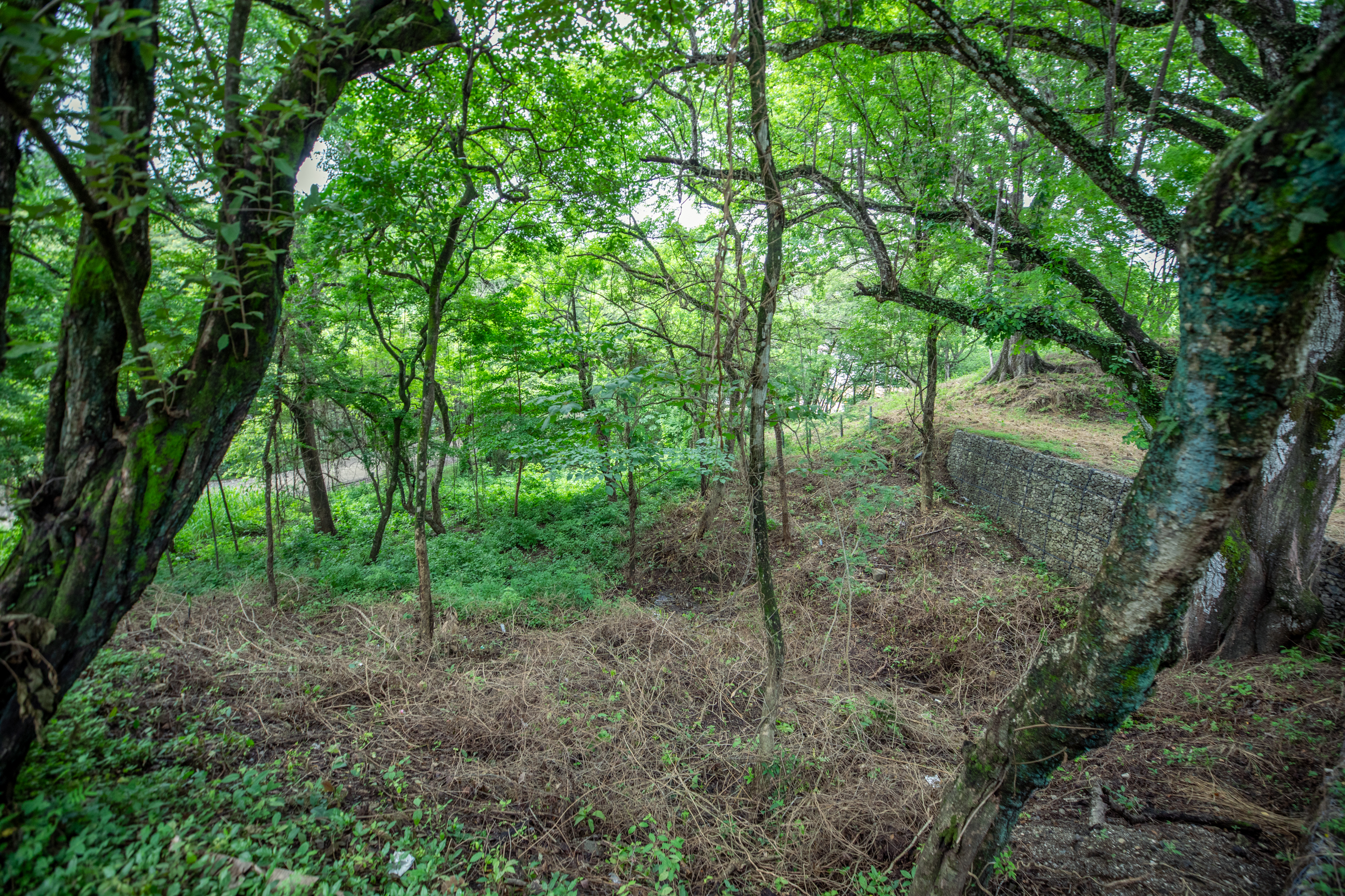 Nosara, Guanacaste, CR, ,Land,For Sale,1856985