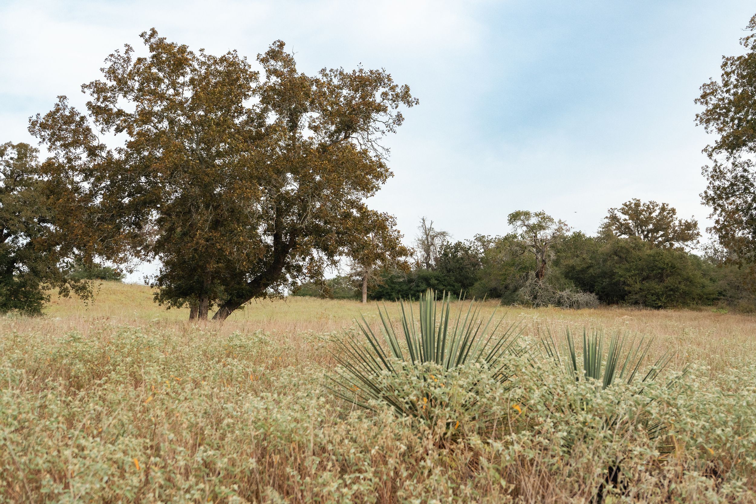 860+/- Acre PQR Ranch in Gonzales County - 物件實景