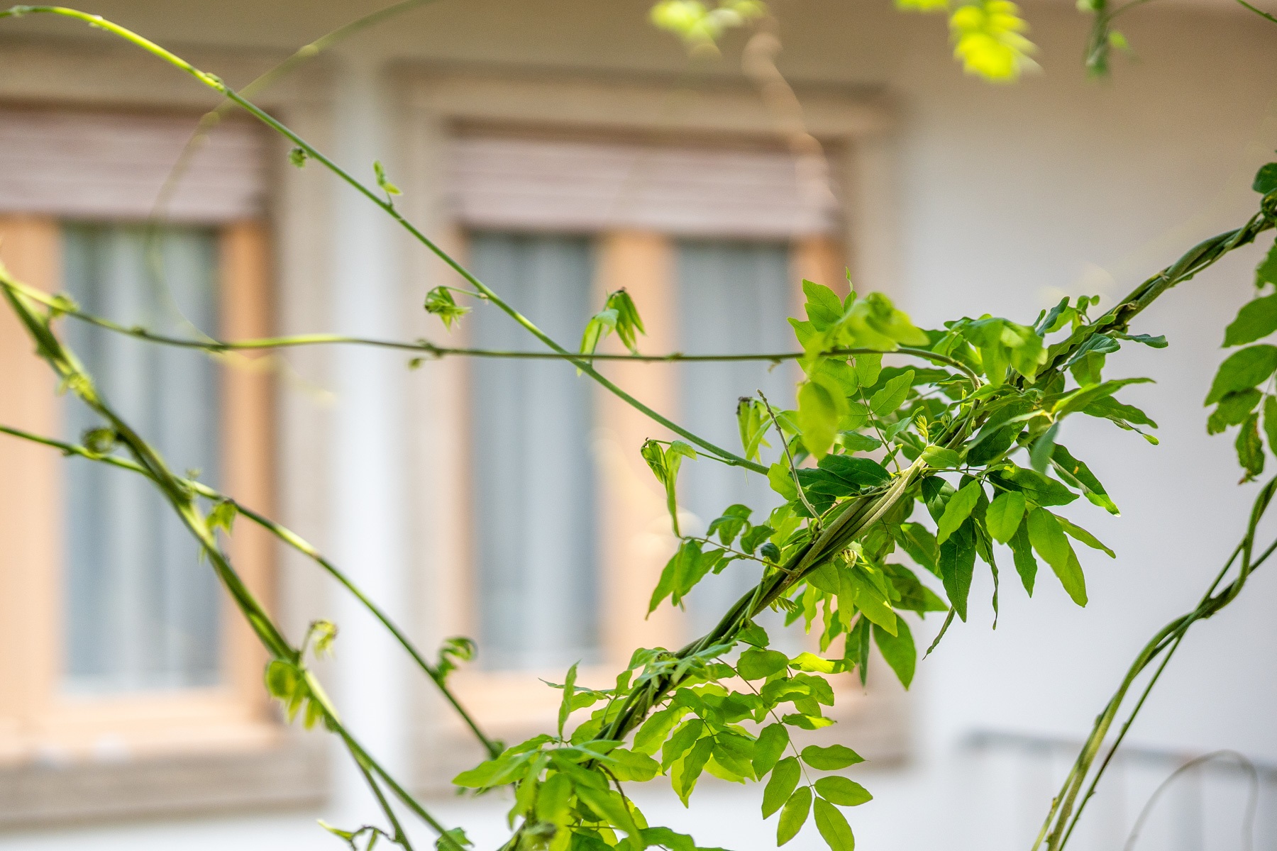  Detached house, 5 bedrooms, for Sale - 物件實景