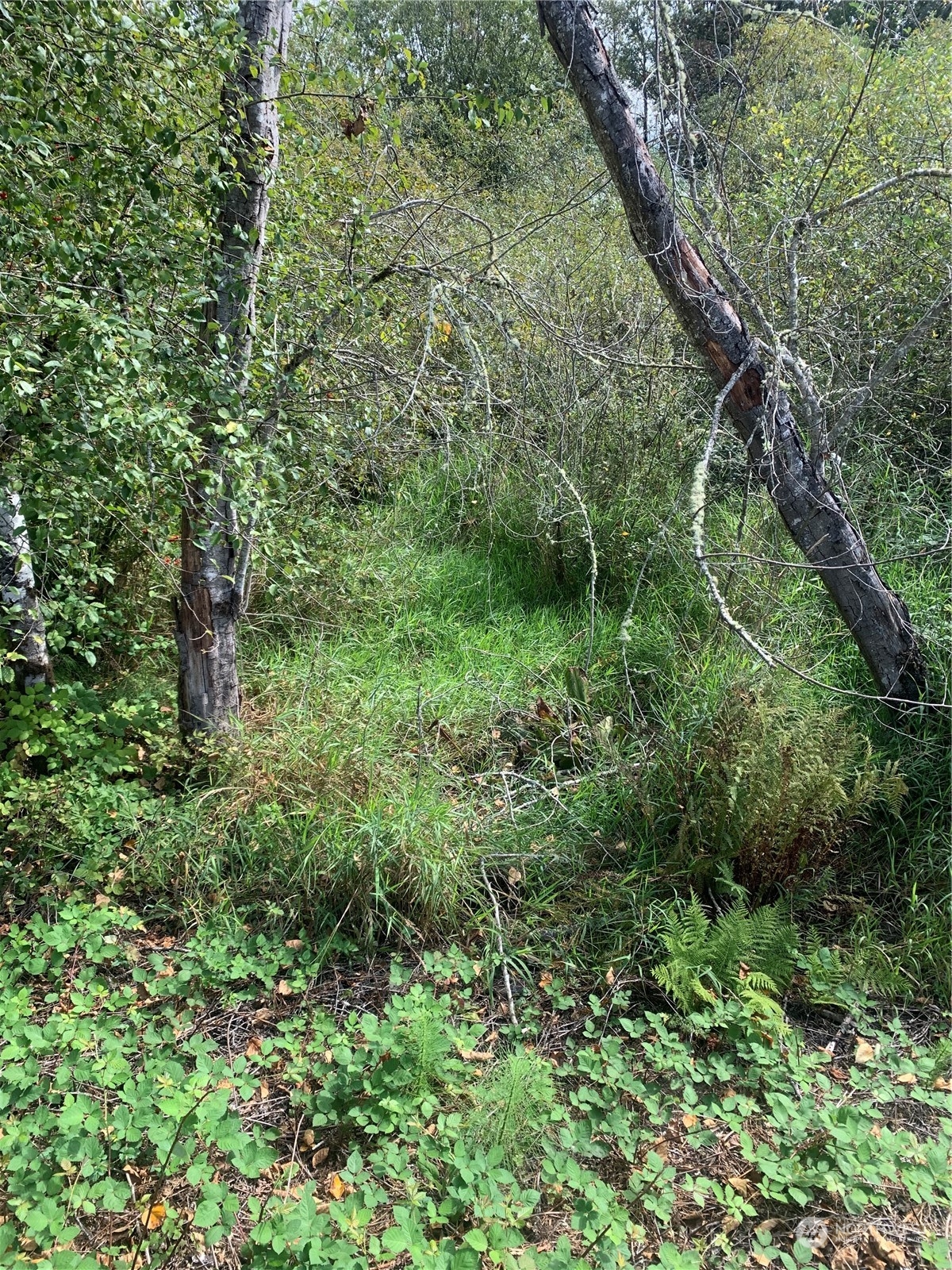 Snoqualmie, Washington, 98065, United States, ,Land,For Sale,1974128