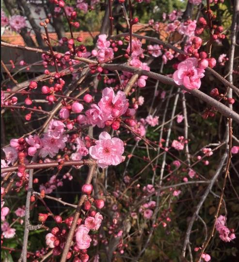 Los Altos, California, 94024, United States, 3 Bedrooms Bedrooms, ,2 BathroomsBathrooms,Residential,For Sale,1925689