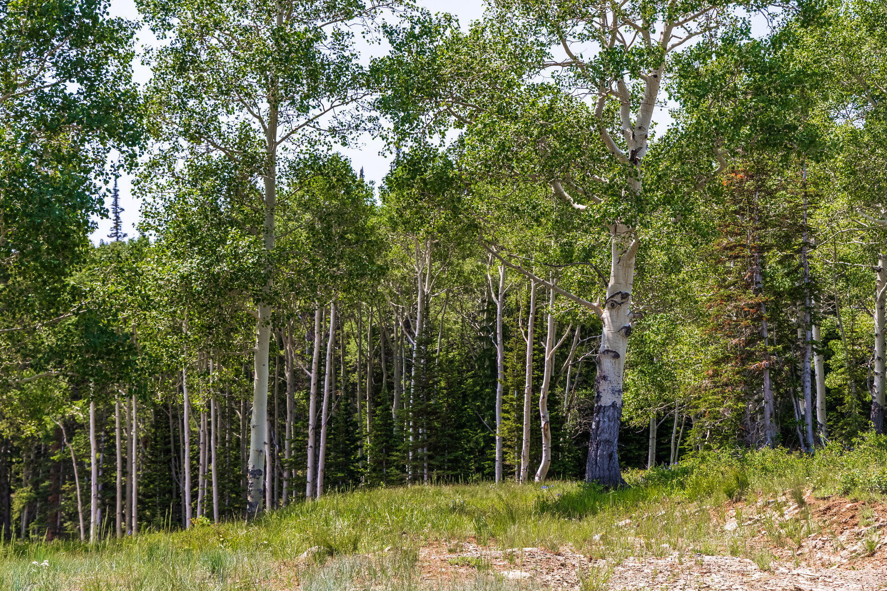  Incredible 28 Acre Estate Lot in the Colony at White Pine Canyon - 物件實景