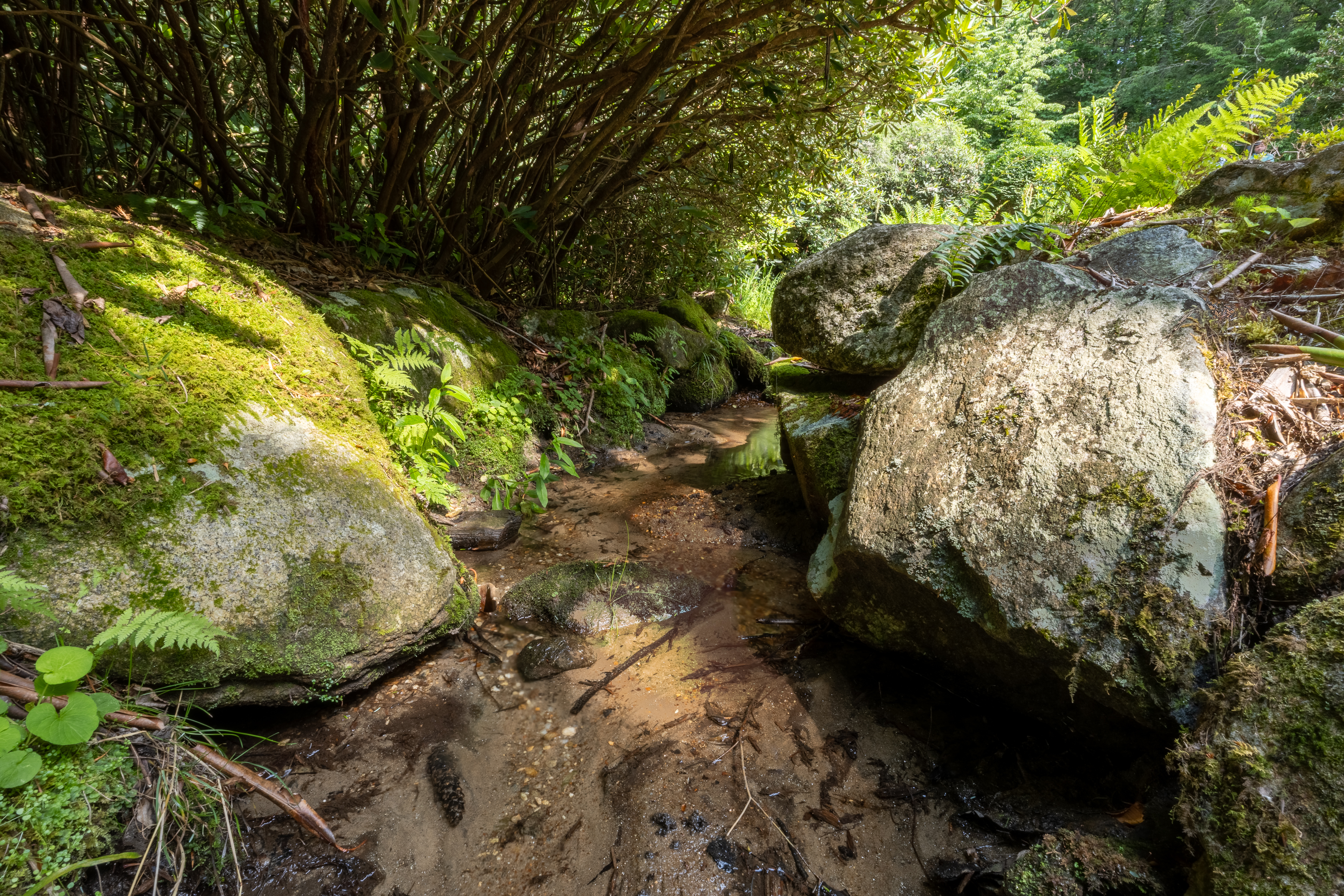  Indian Pipe - 物件實景