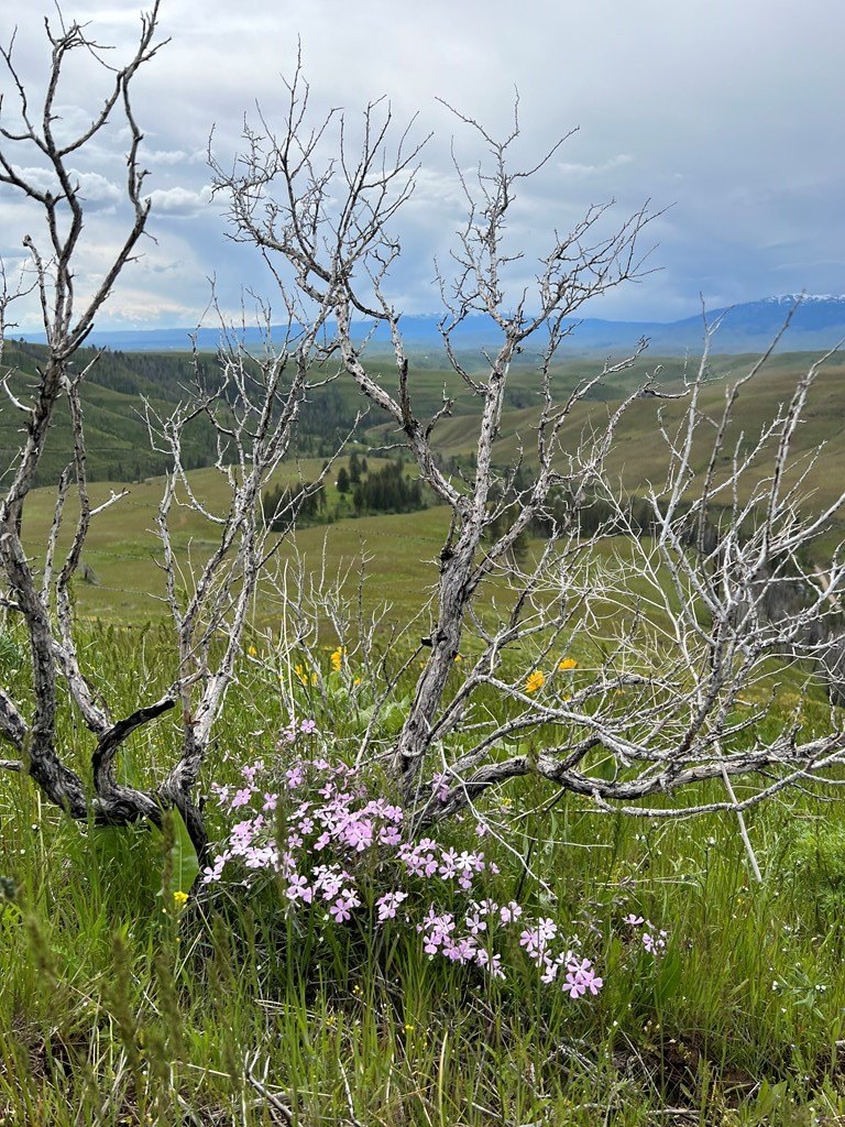 Council, Idaho, 83612, United States, ,Residential,For Sale,1980255