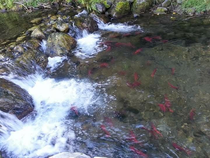 Bayview, Idaho, 83803, United States, 2 Bedrooms Bedrooms, ,3 BathroomsBathrooms,Residential,For Sale,1981313