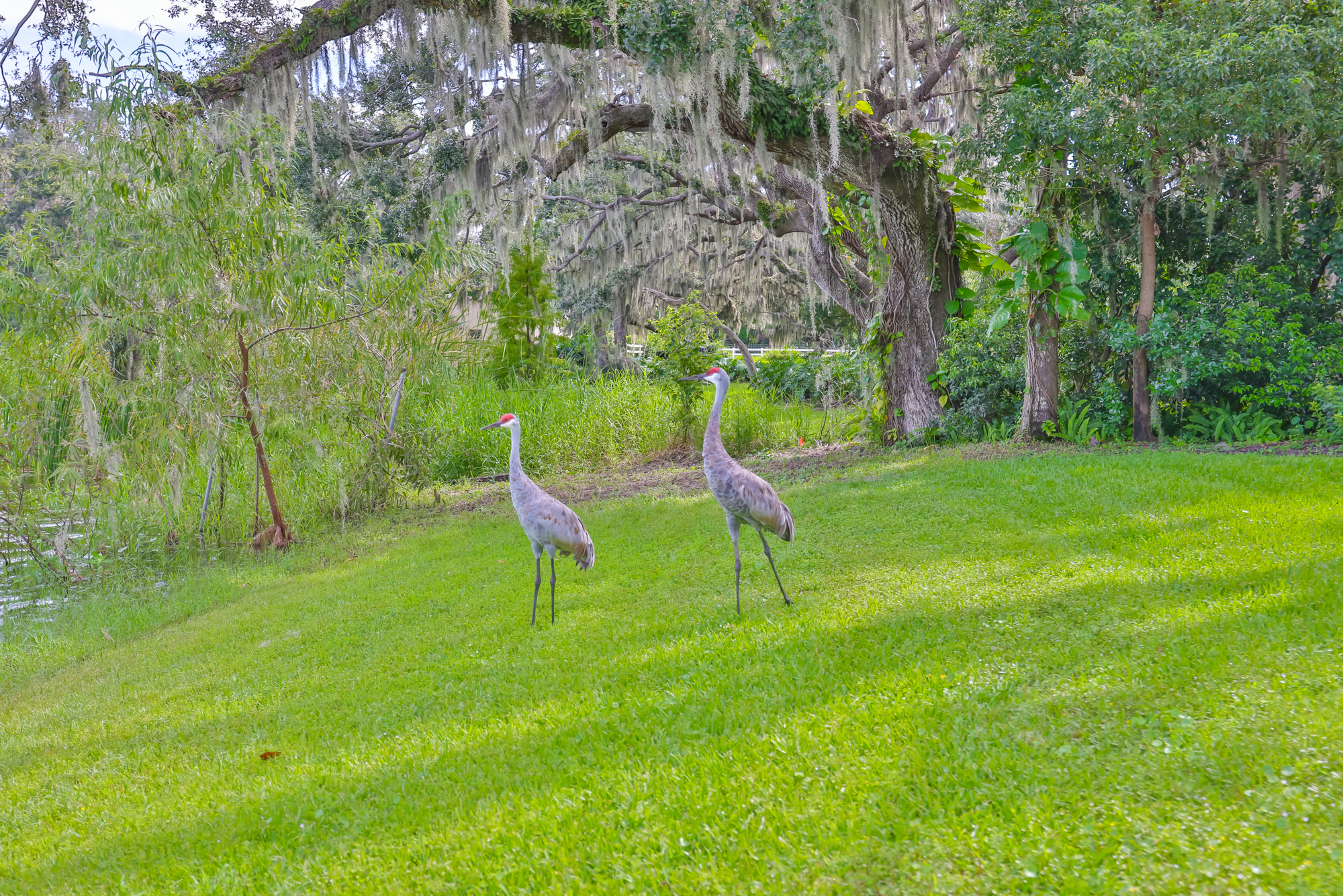 Dover, Florida, 33527, United States, 3 Bedrooms Bedrooms, ,2 BathroomsBathrooms,Residential,For Sale,1983531