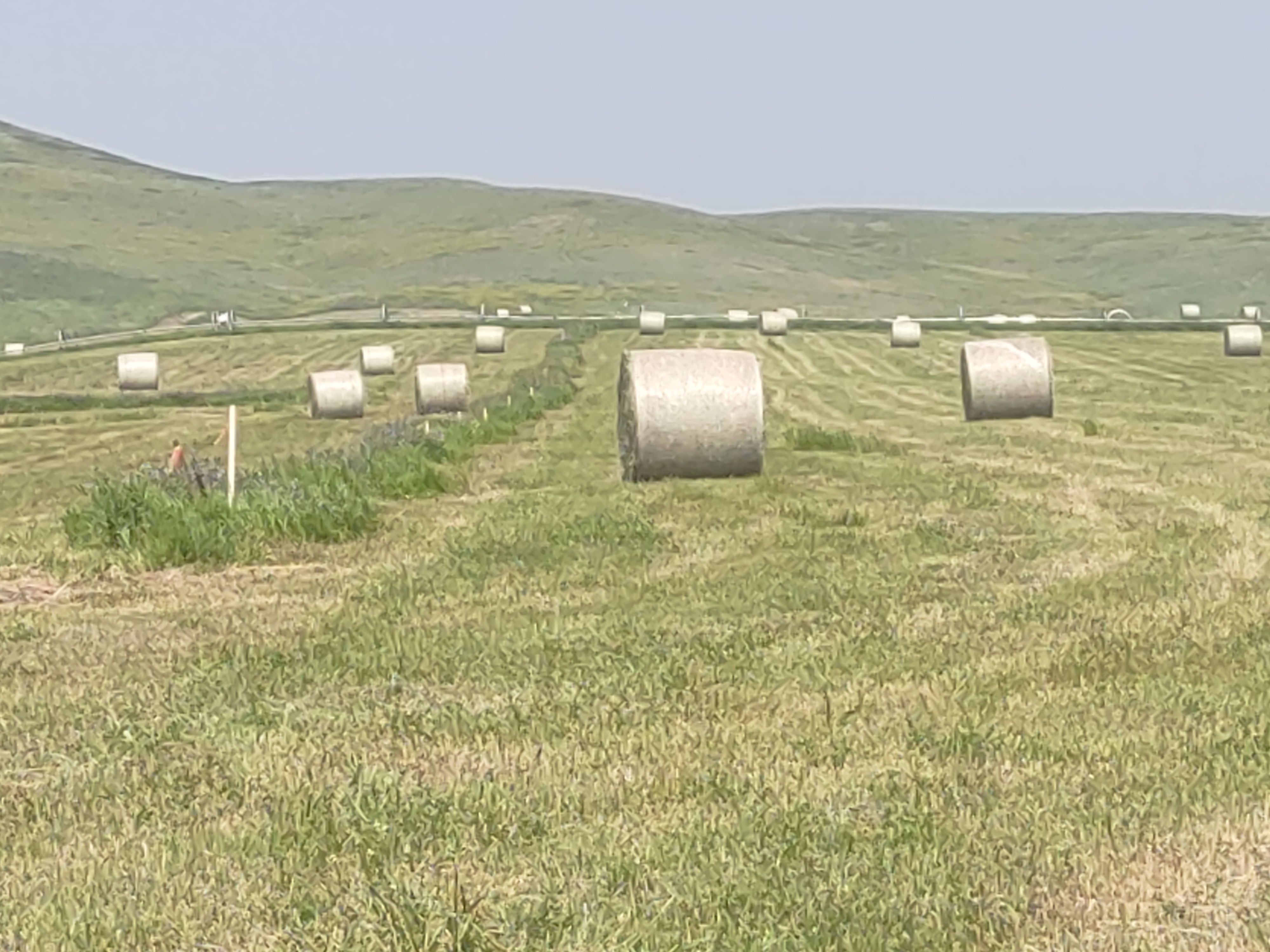 Buffalo, Wyoming, 82834, United States, 4 Bedrooms Bedrooms, ,2 BathroomsBathrooms,Residential,For Sale,1980816