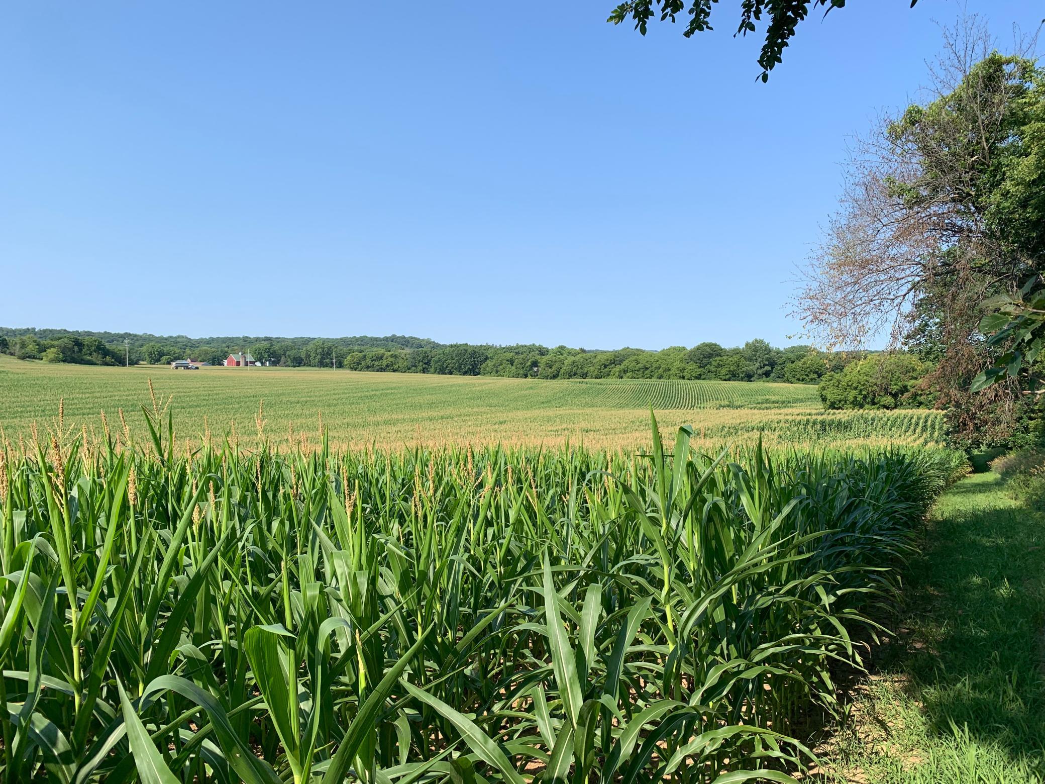 Tbd 75th Street NW, Oronoco Twp, Minnesota, 55901, United States, ,Land,For Sale,Tbd 75th Street NW,1626085