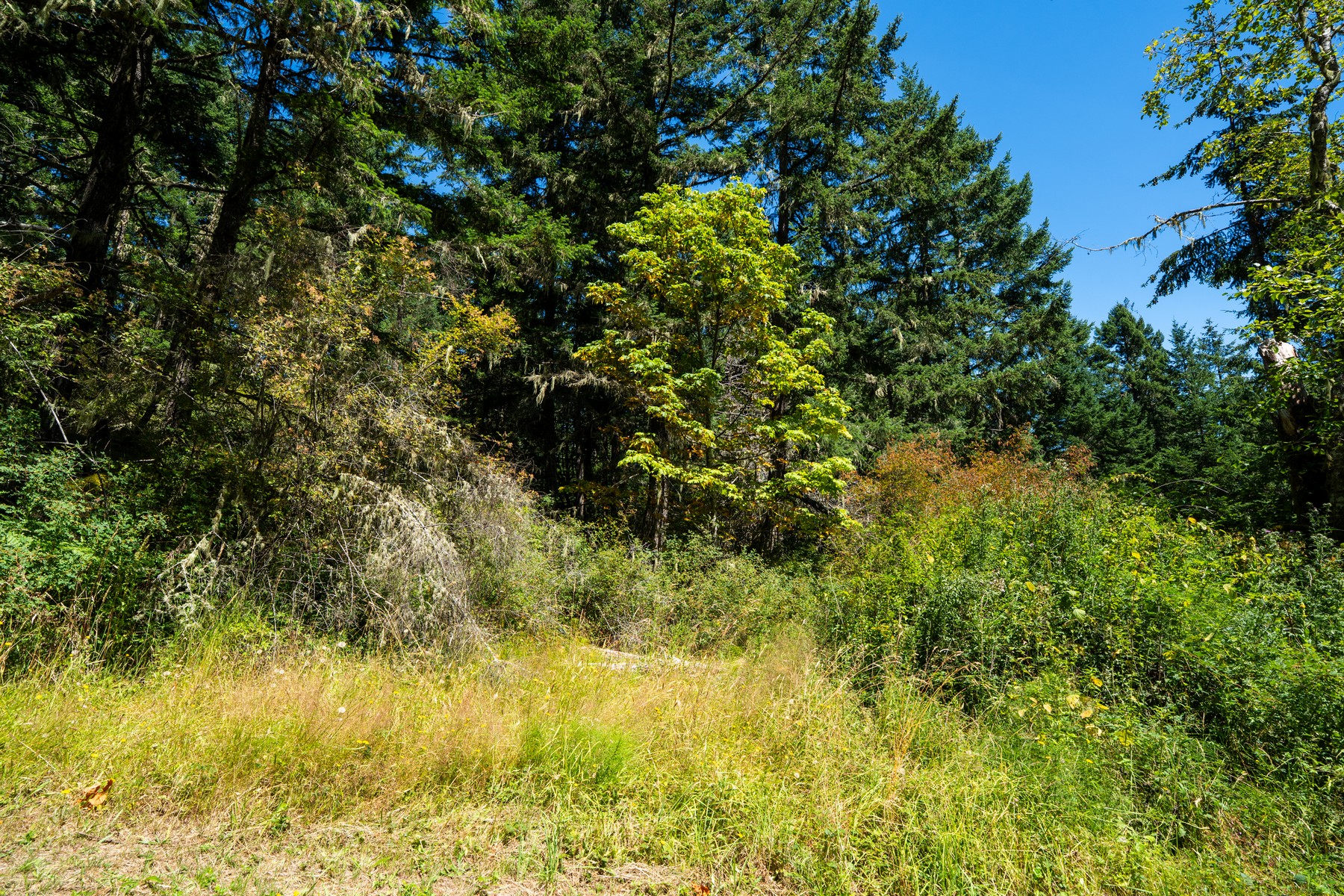  Hilltop Forest Retreat - 物件實景